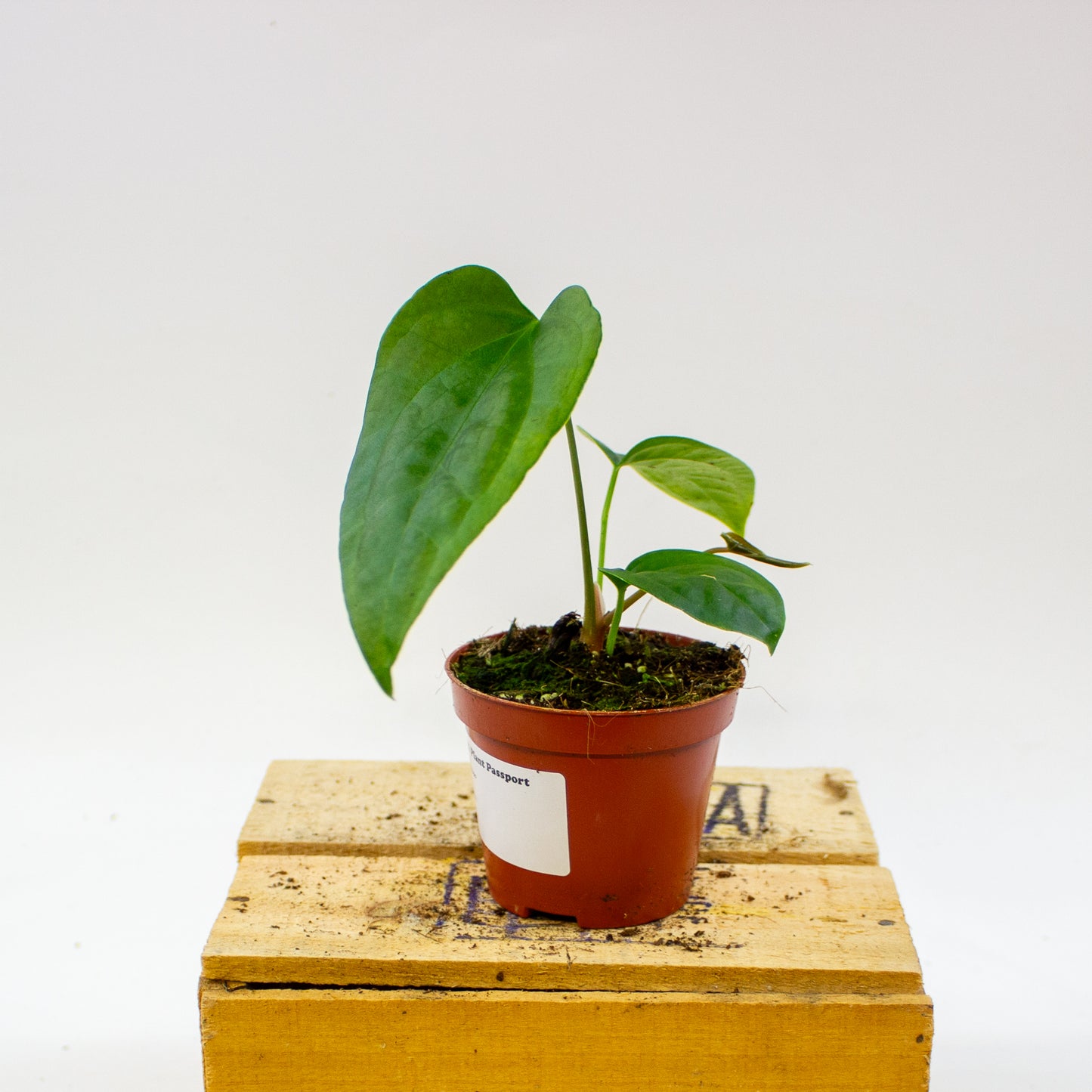 Anthurium Napo 8cm H12cm