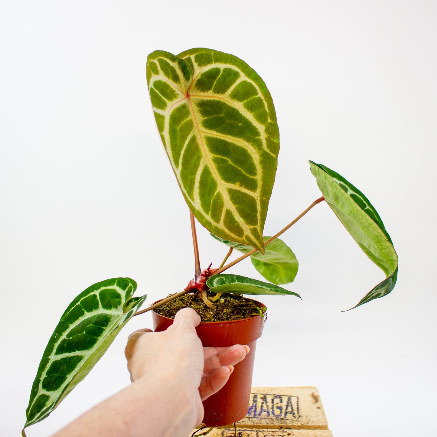 Anthurium Pink Blush 12cm H25cm