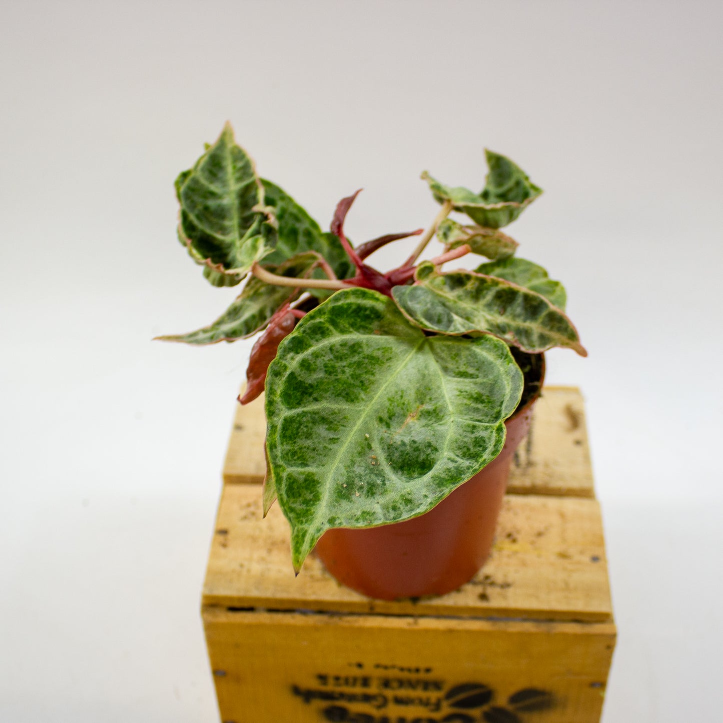 Anthurium Silver Blush MINT 12cm H25cm