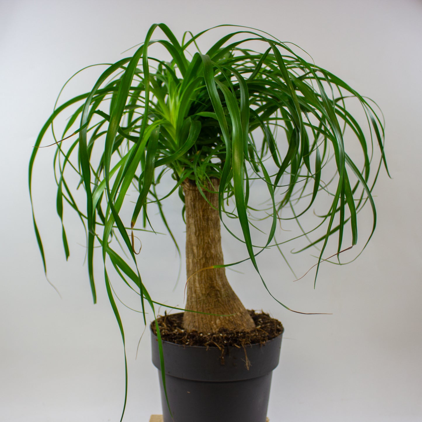 Beaucarnea recurvata 19cm H70cm