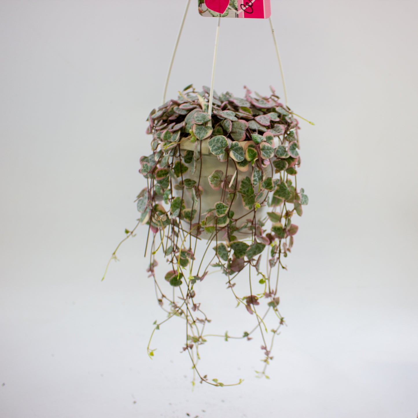 Ceropegia woodii Variegata 14cm H70cm