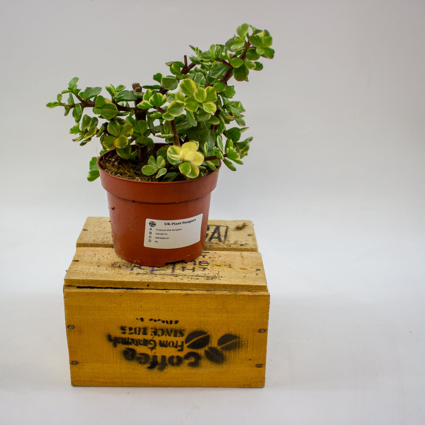 Crassula Afra Variegata 12cm H20cm