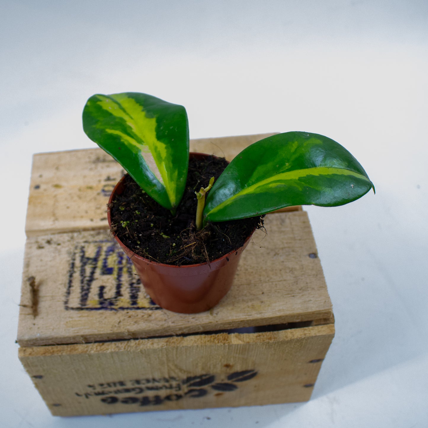 Hoya Diversifolia Maharani 8cm H10cm