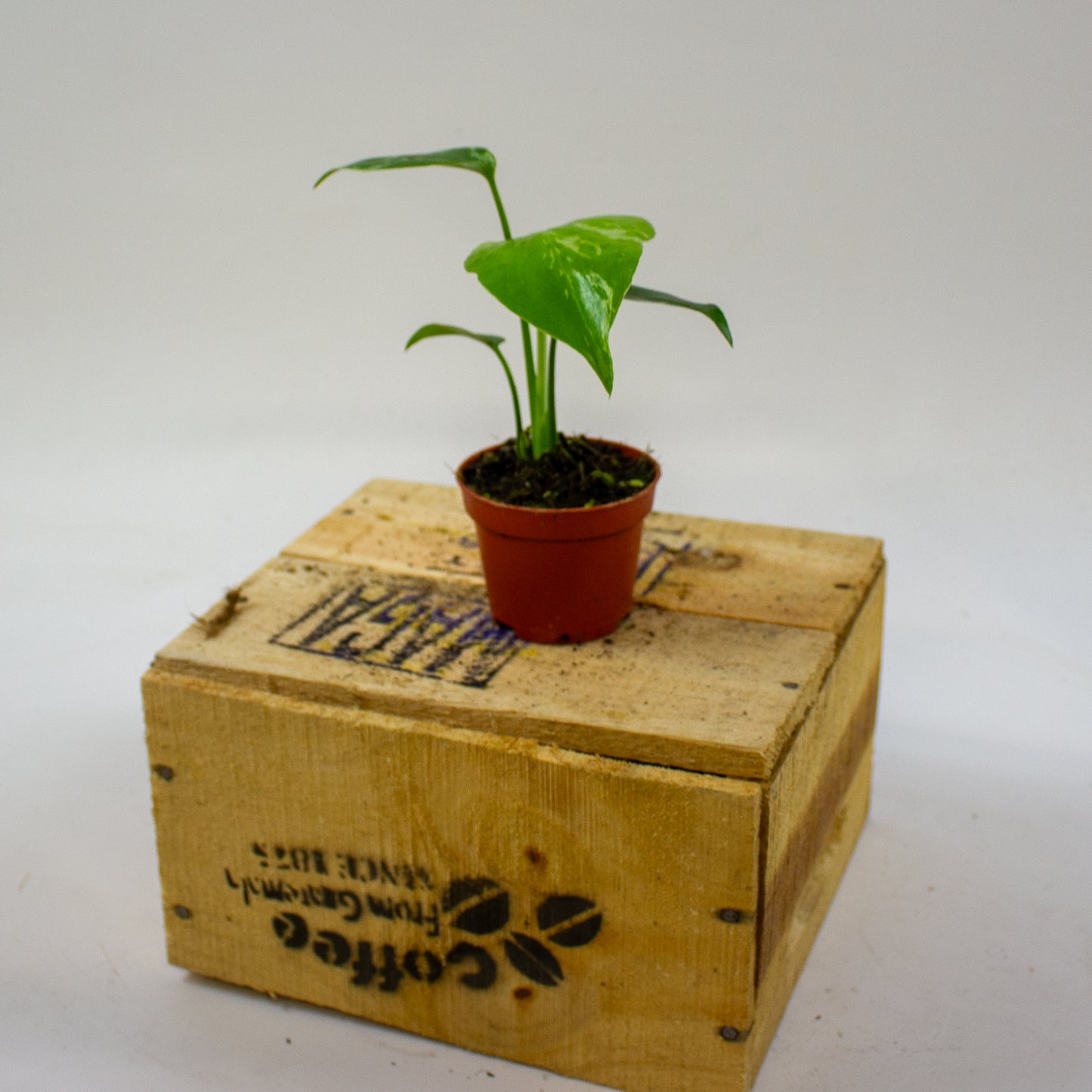 Monstera Bulbasaur 6cm H10cm