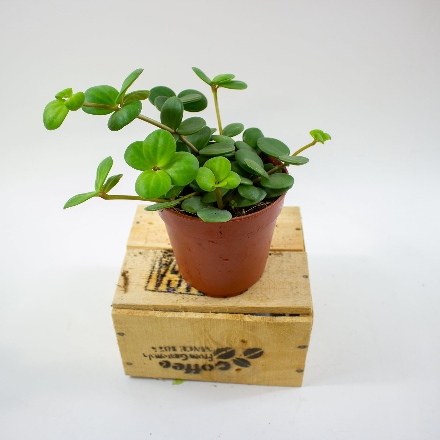 Peperomia tetraphylla 'Hope' 12cm H20cm