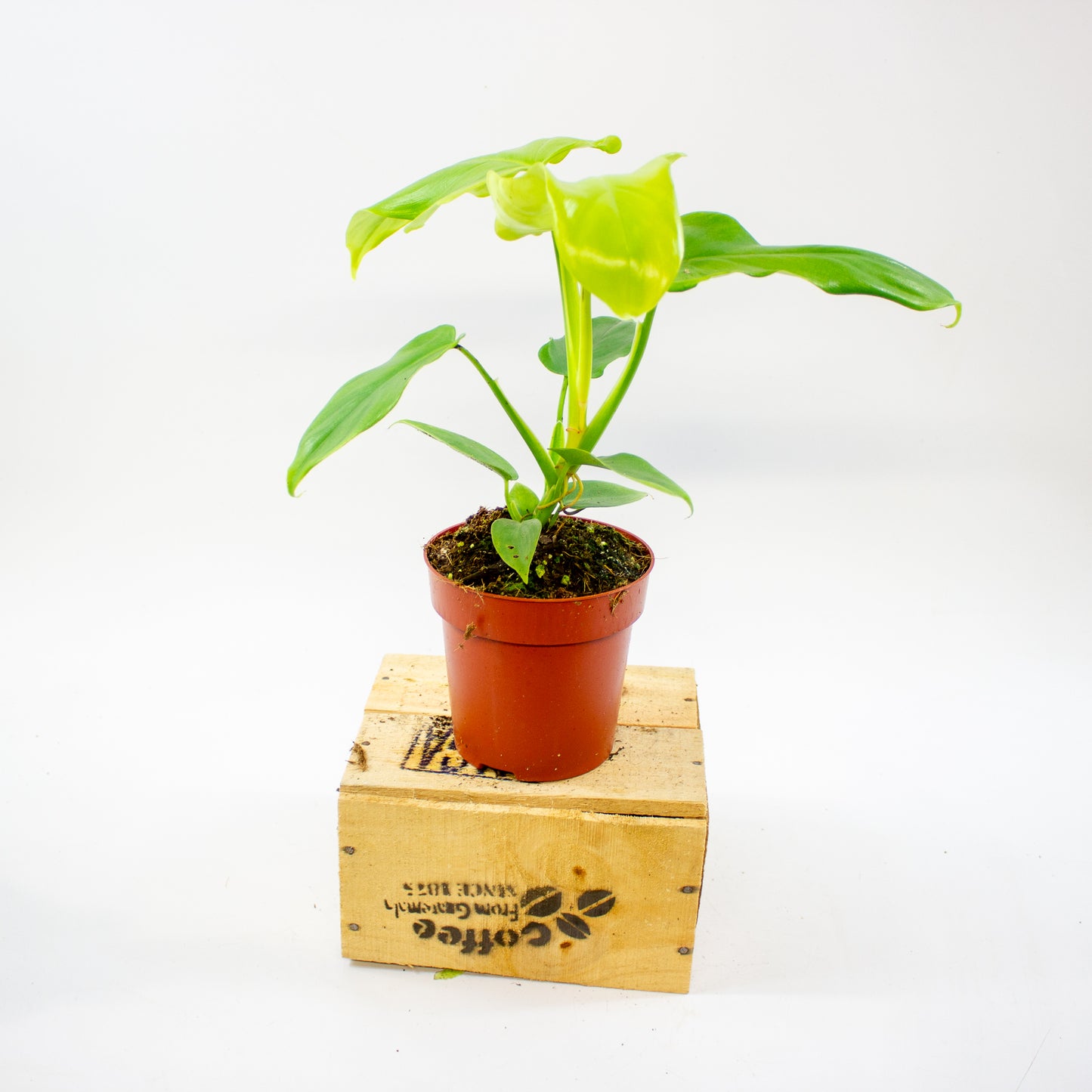 Philodendron Golden Violin 12cm H30cm