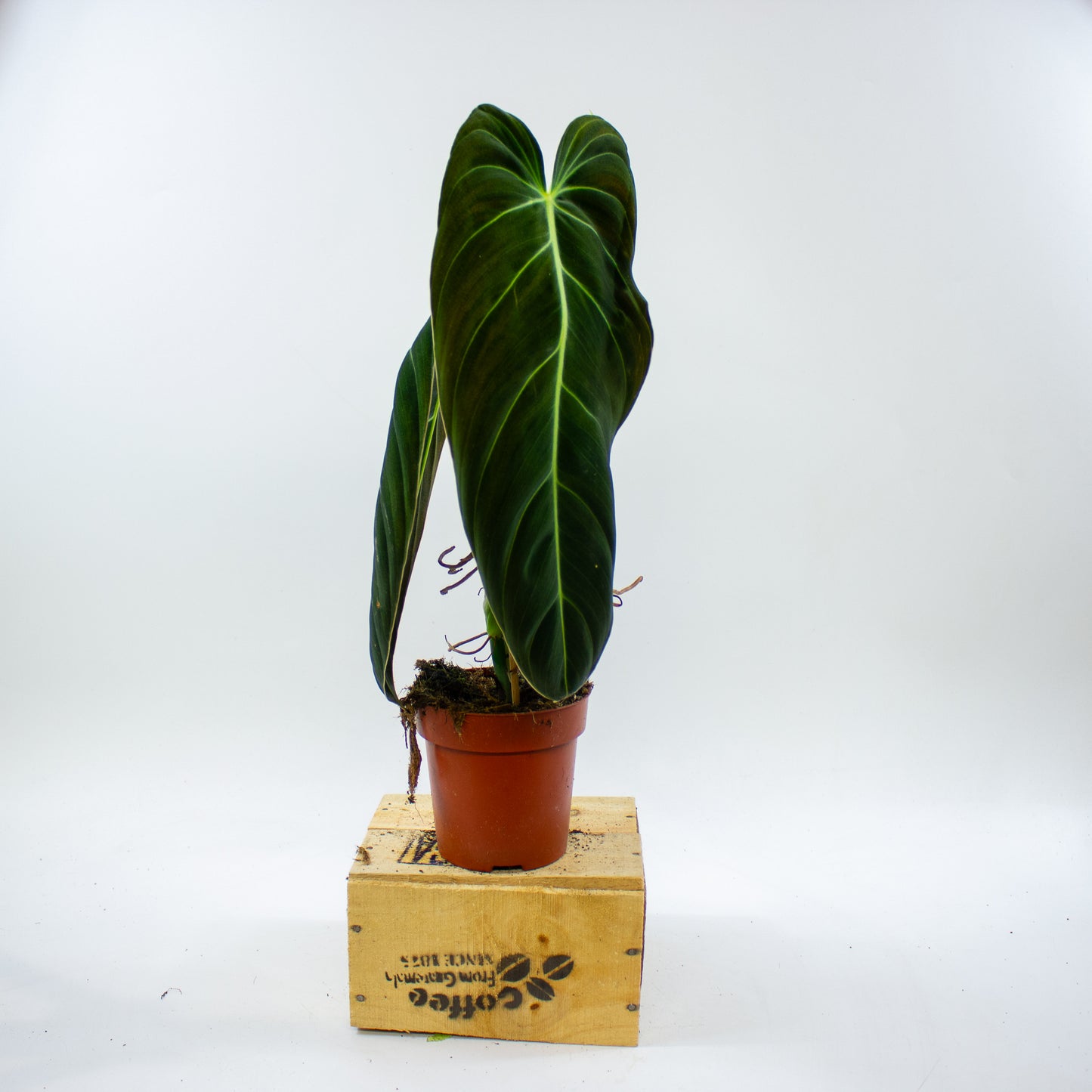 Philodendron Melanochrysum 12cm H45cm