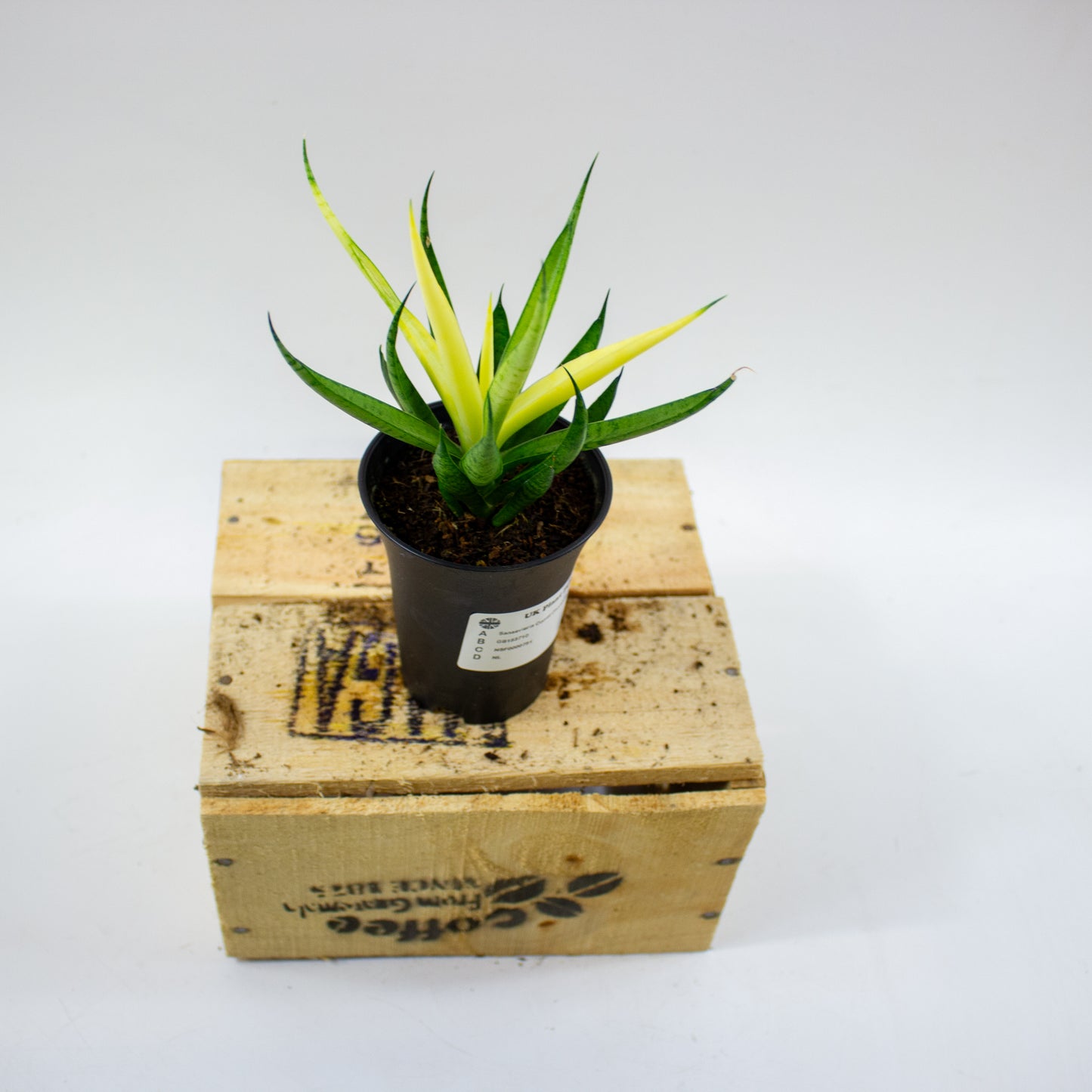 Sansevieria Comet Chrysanta Lemon in sierpot 7.5cm H15cm