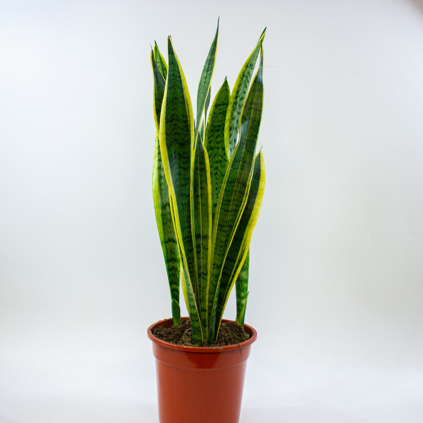 Sansevieria Laurentii 19cm H70cm