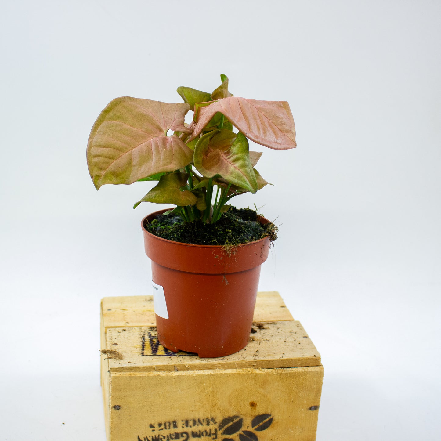 Syngonium Neon 12cm H25cm