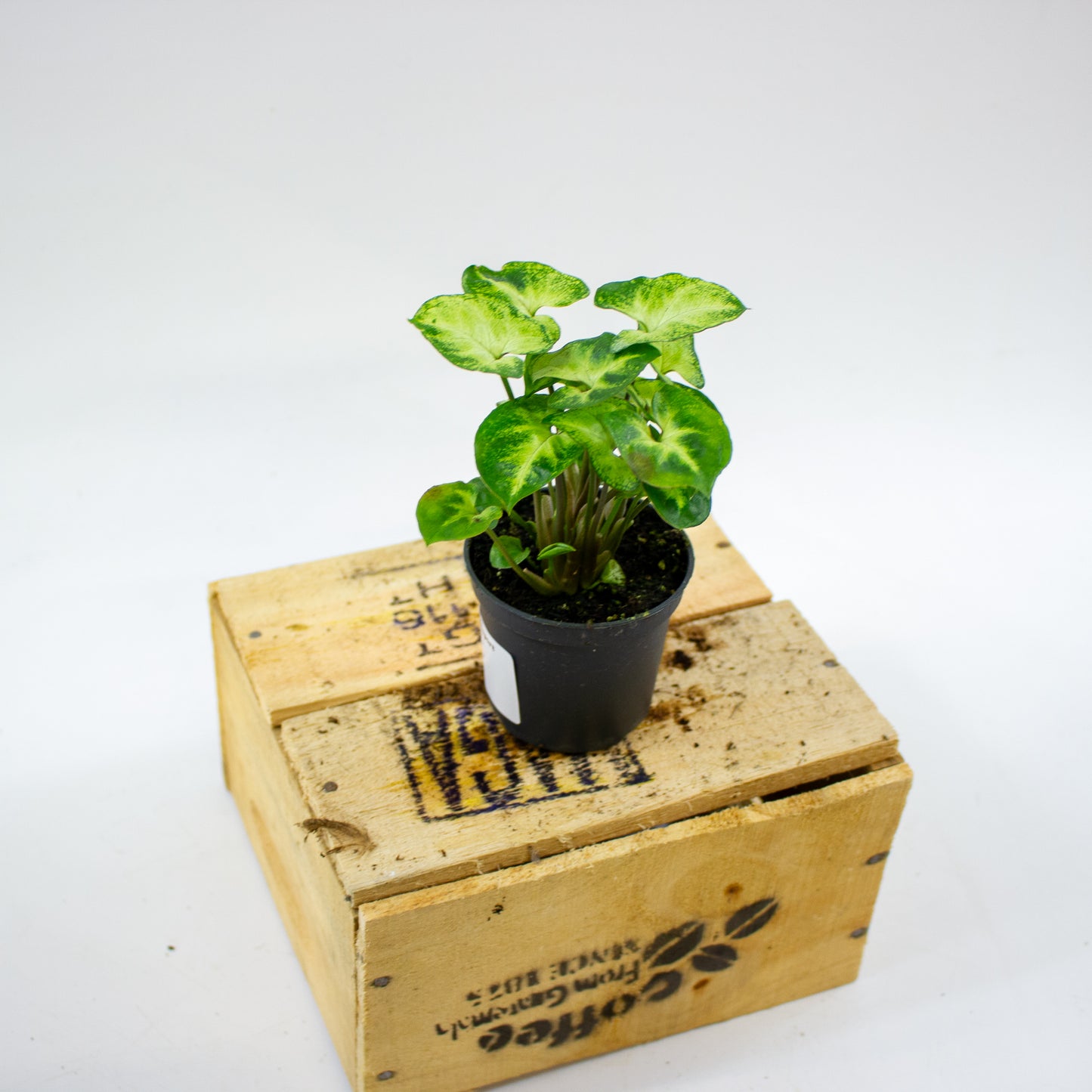 Syngonium Pixie 7cm H15cm