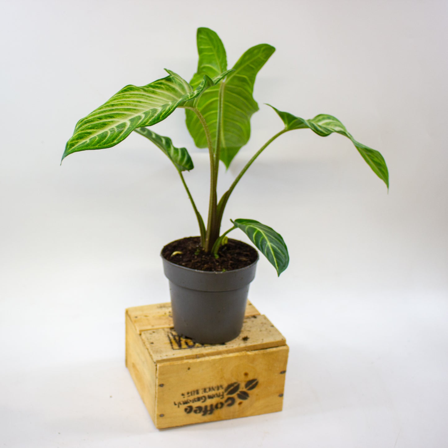 Xanthosoma Lindenii 14cm H40cm