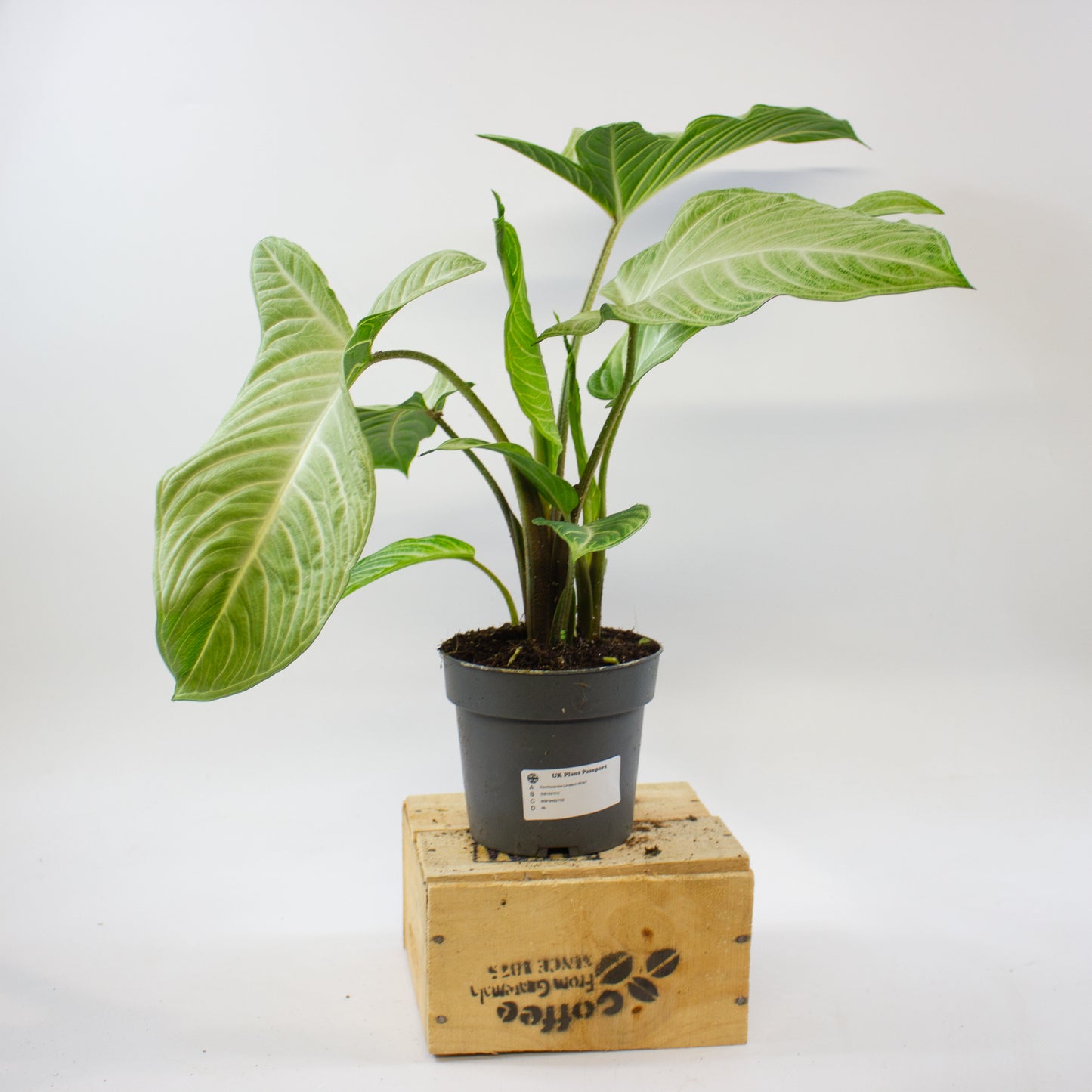 Xanthozoma Lindenii MINT 14cm H50cm