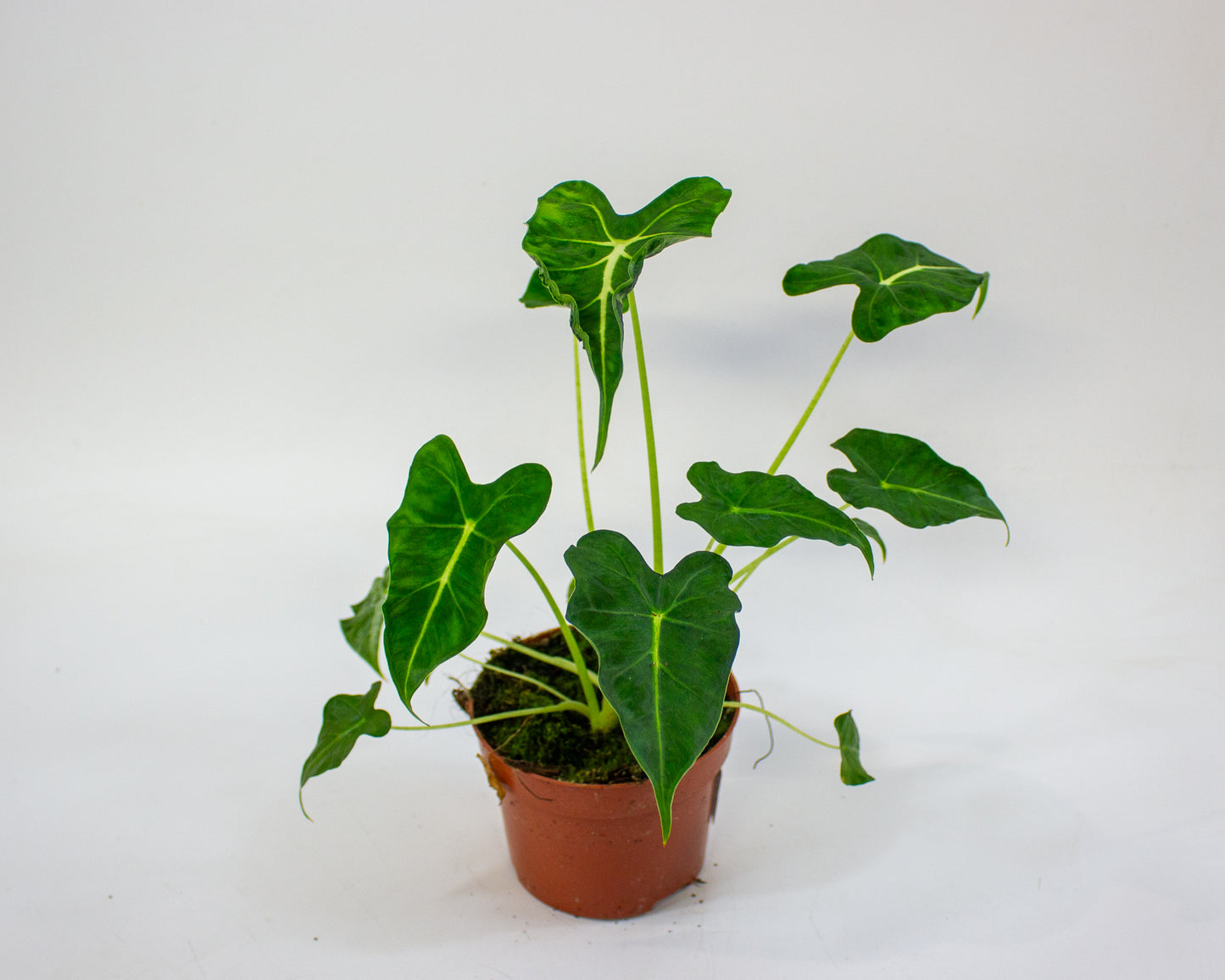 Alocasia Frydek Tattoo 10.5cm H15cm