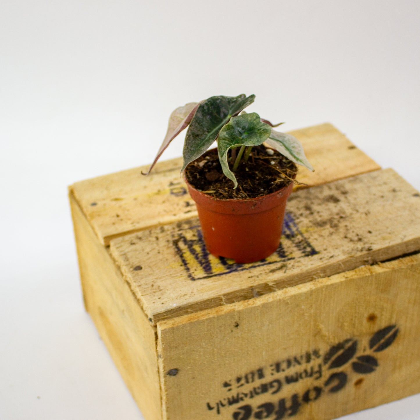 Alocasia Polly Variegata 6cm H10cm