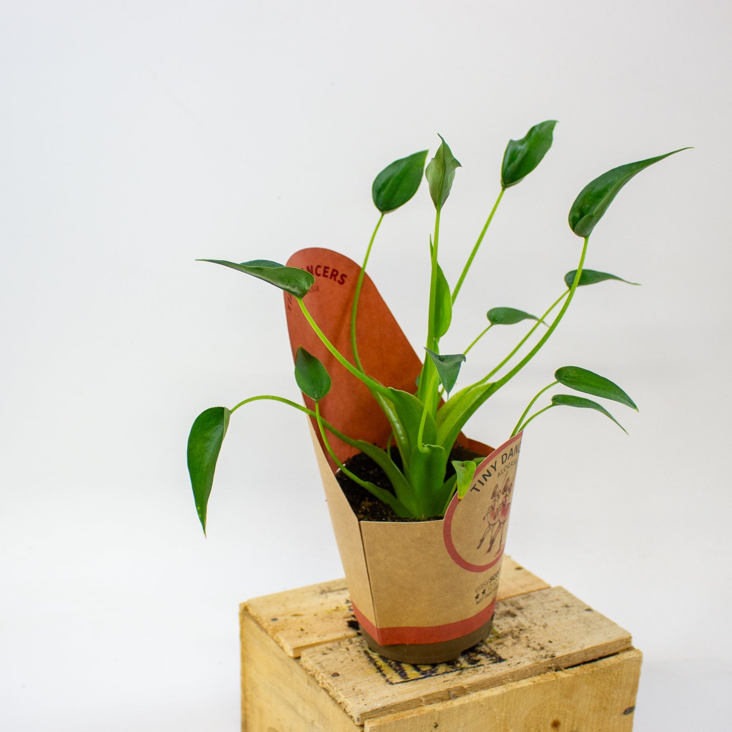 Alocasia Tiny Dancer 11cm H35cm