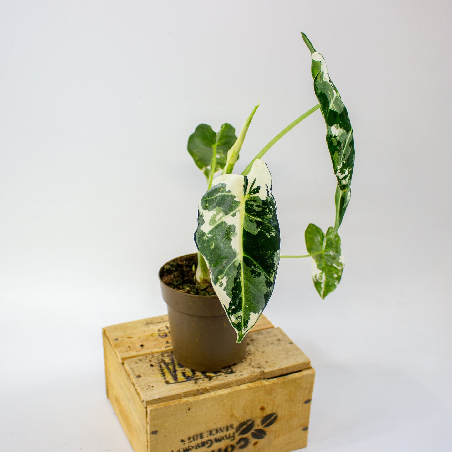 Alocasia micholitziana Frydek Variegata 11cm H25cm