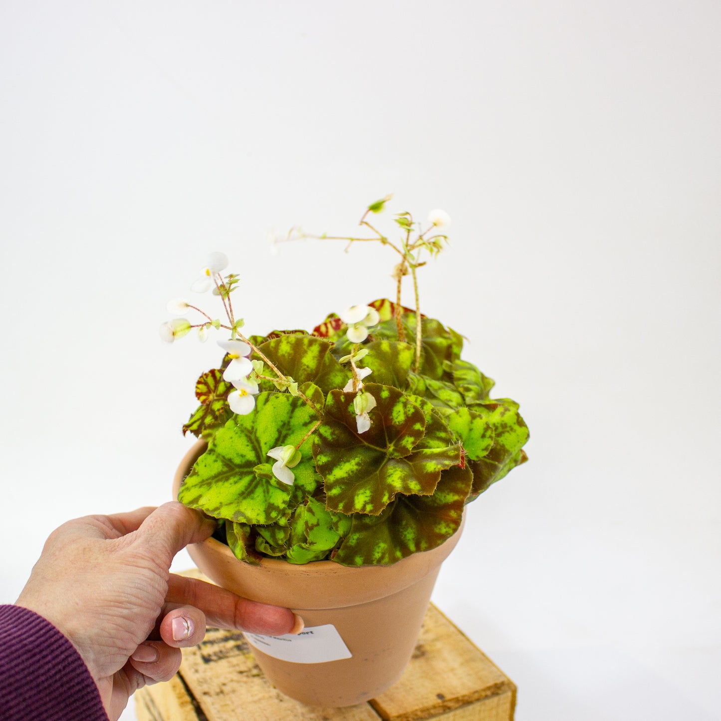 Begonia 'Spirit of Mauritius' 7