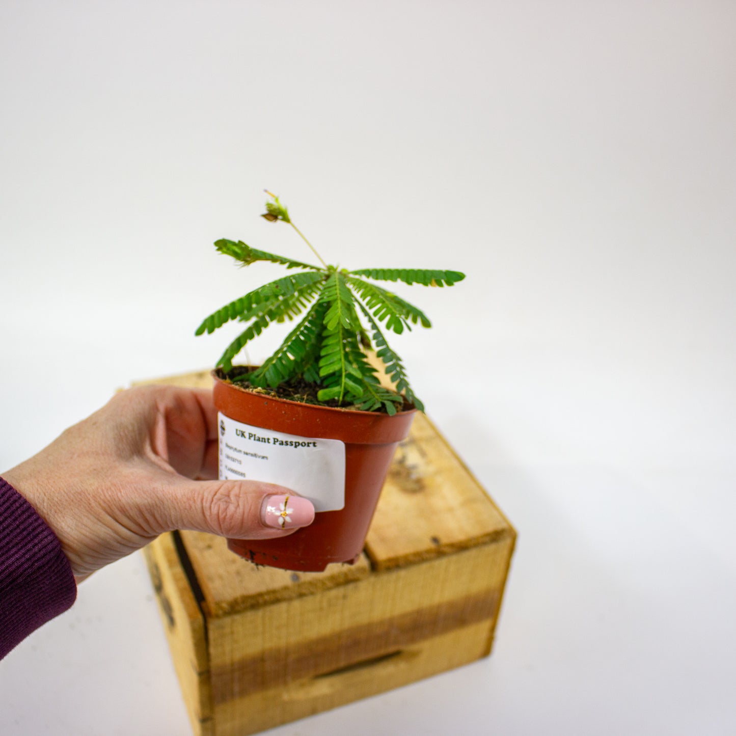 Biophytum sensitivum 8cm H15cm