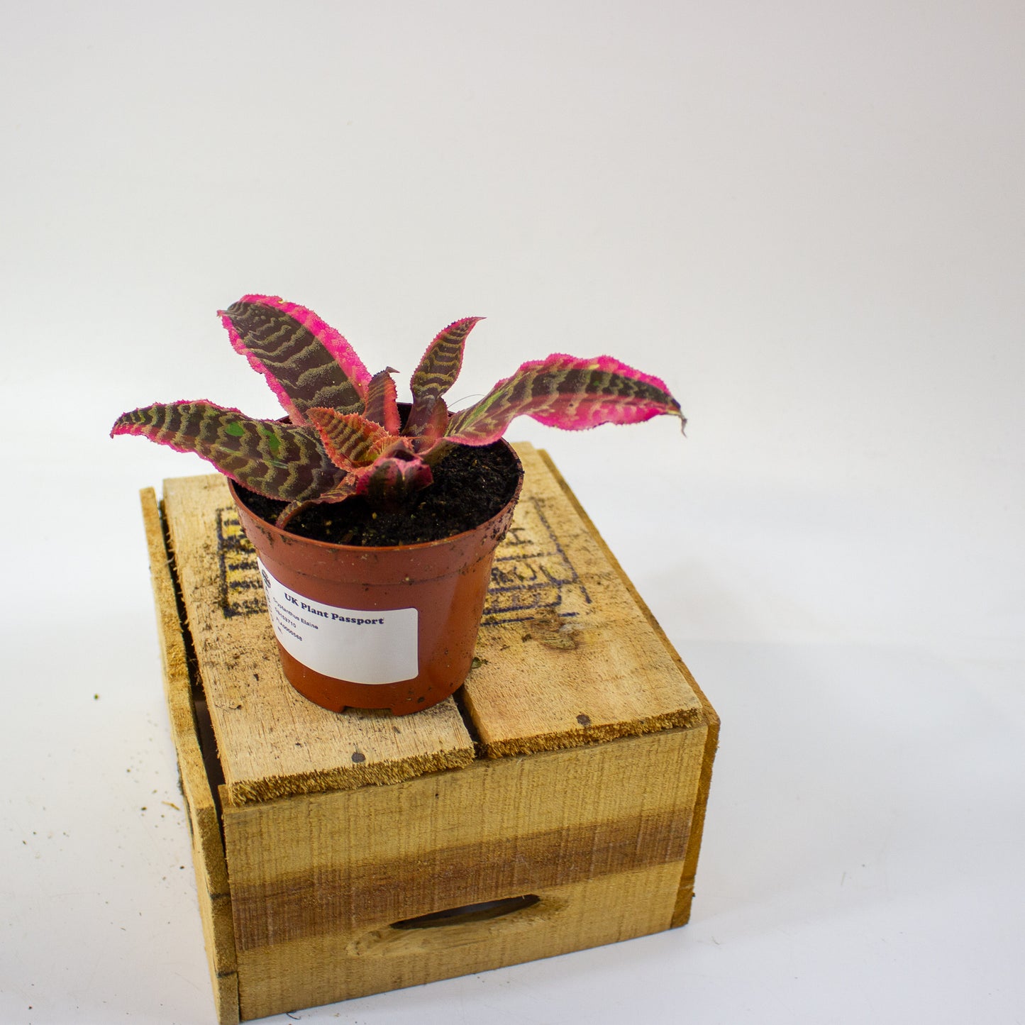 Cryptanthus Elaine 9cm H15cm
