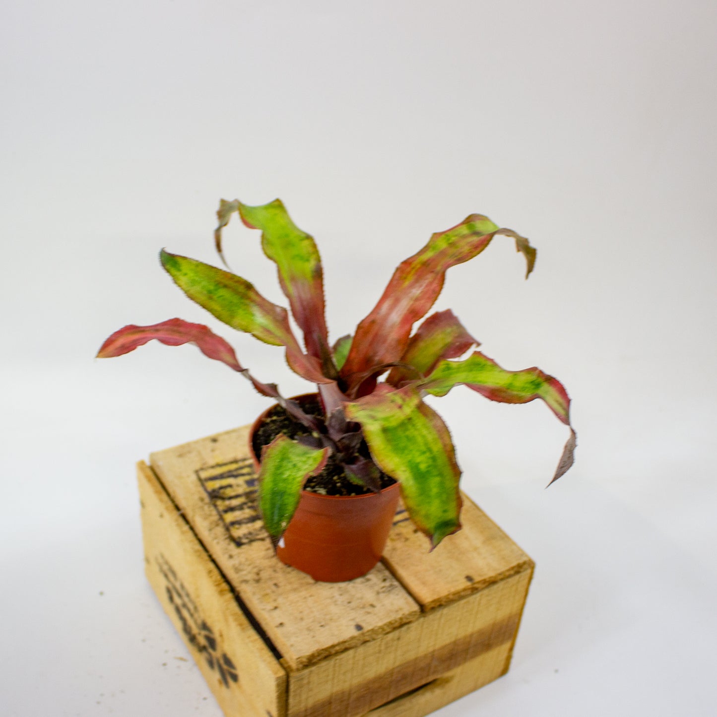 Cryptanthus bivittatus Strawberry Flambee 9cm H19cm