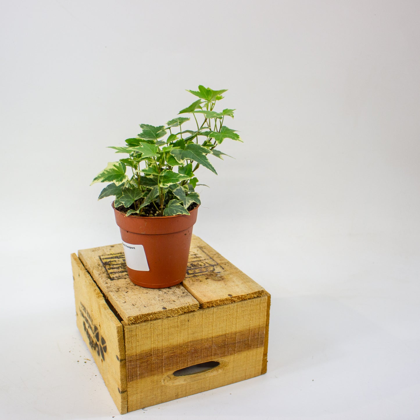 Hedera helix Eva 9cm H25cm