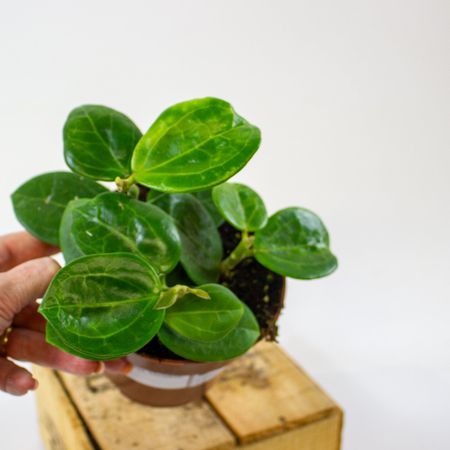 Hoya Christine 12cm H15cm