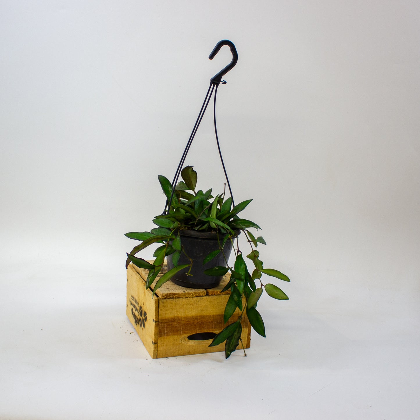 Hoya Rosita 14cm H30cm