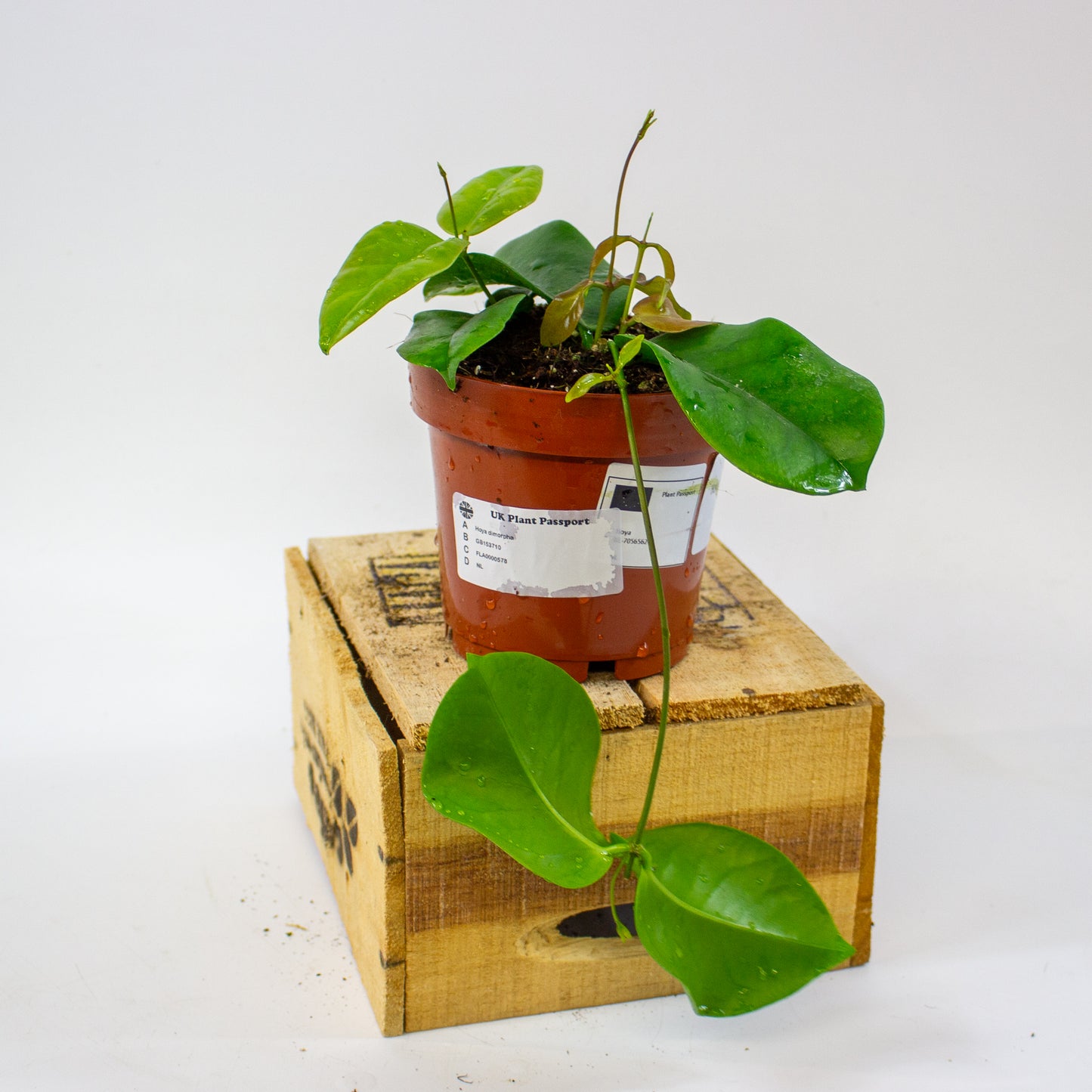 Hoya dimorpha 12cm H15cm