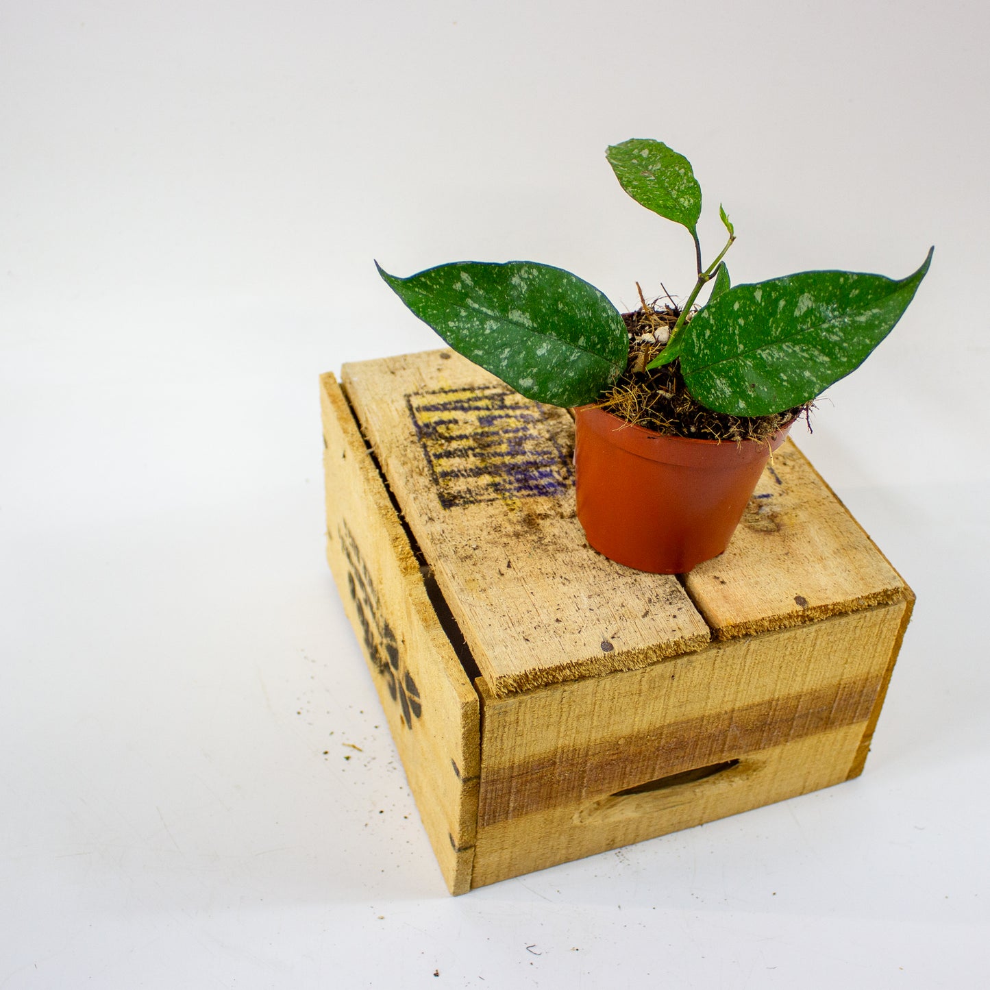 Hoya multiflora Silver Splash 8cm H12cm