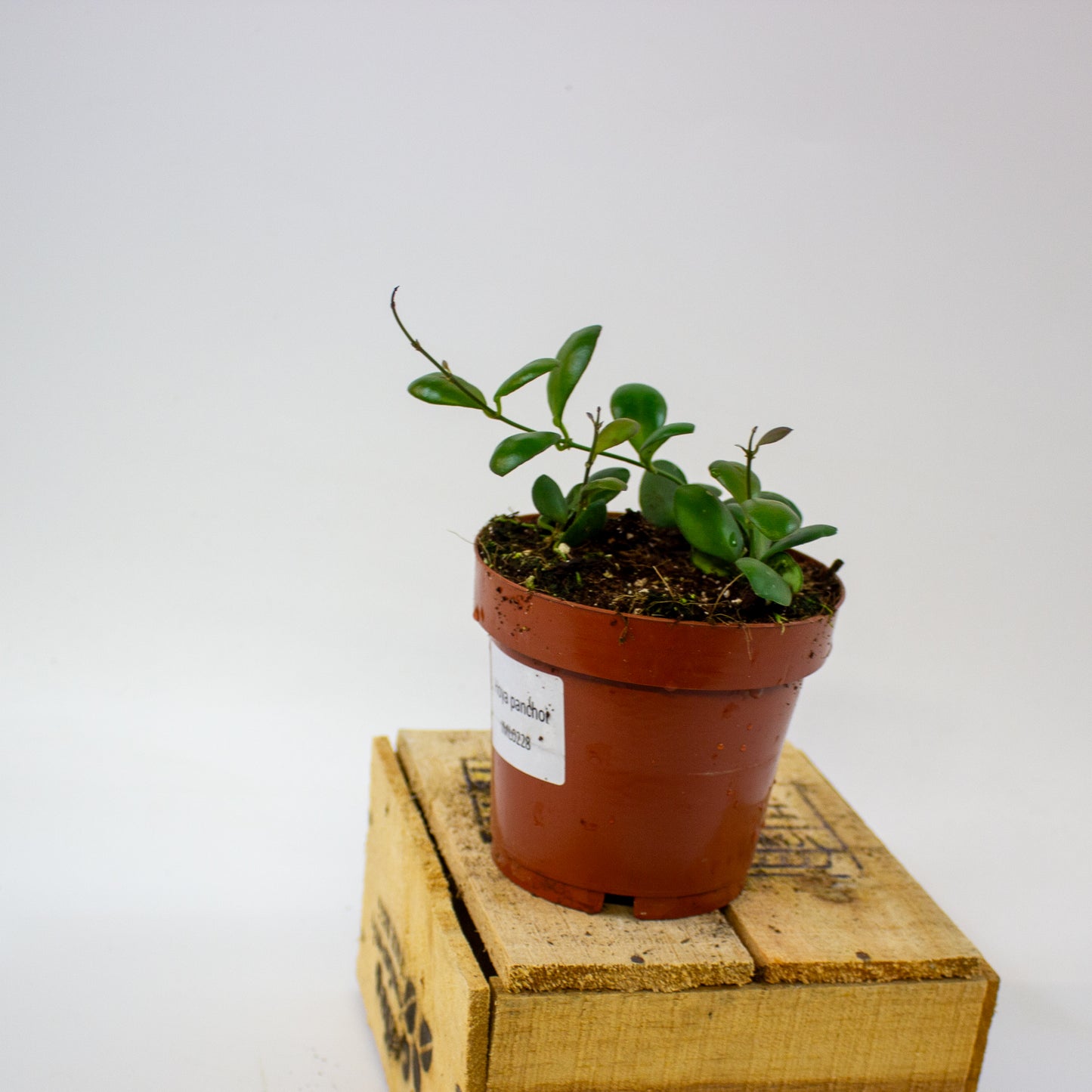 Hoya panchoi IML0228 12cm H15cm