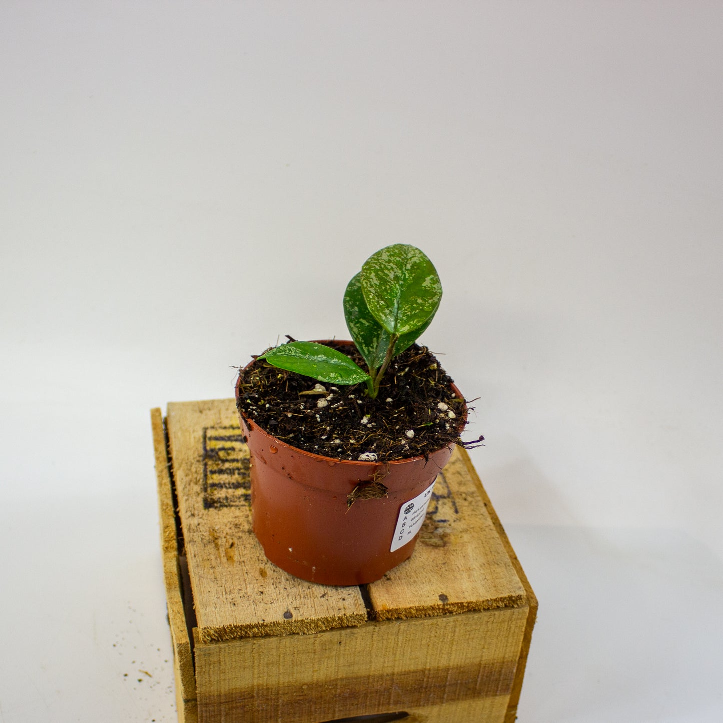 Hoya parasitica Splash 10.5cm H15cm