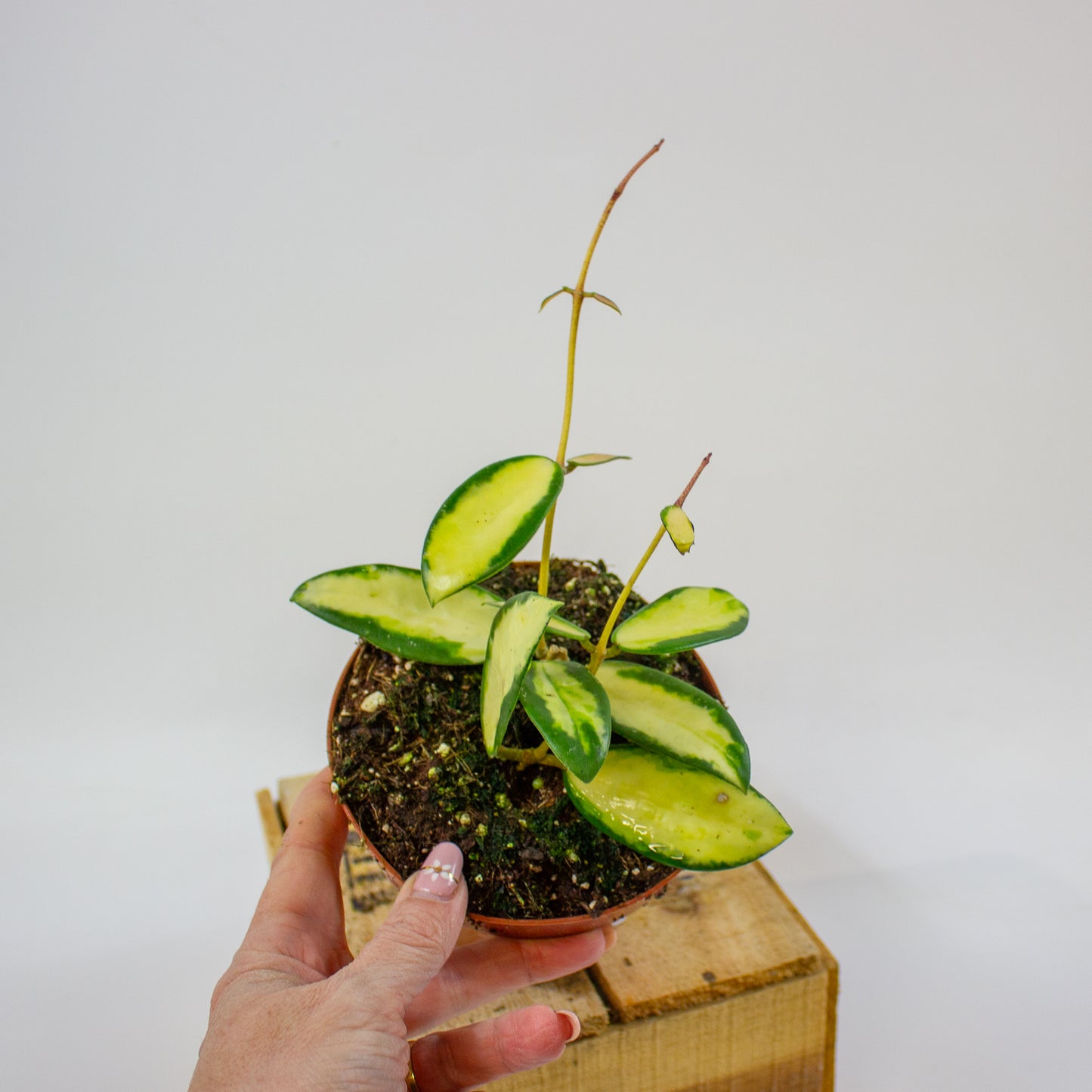 Hoya verticillata Inner Variegata 12cm H15cm