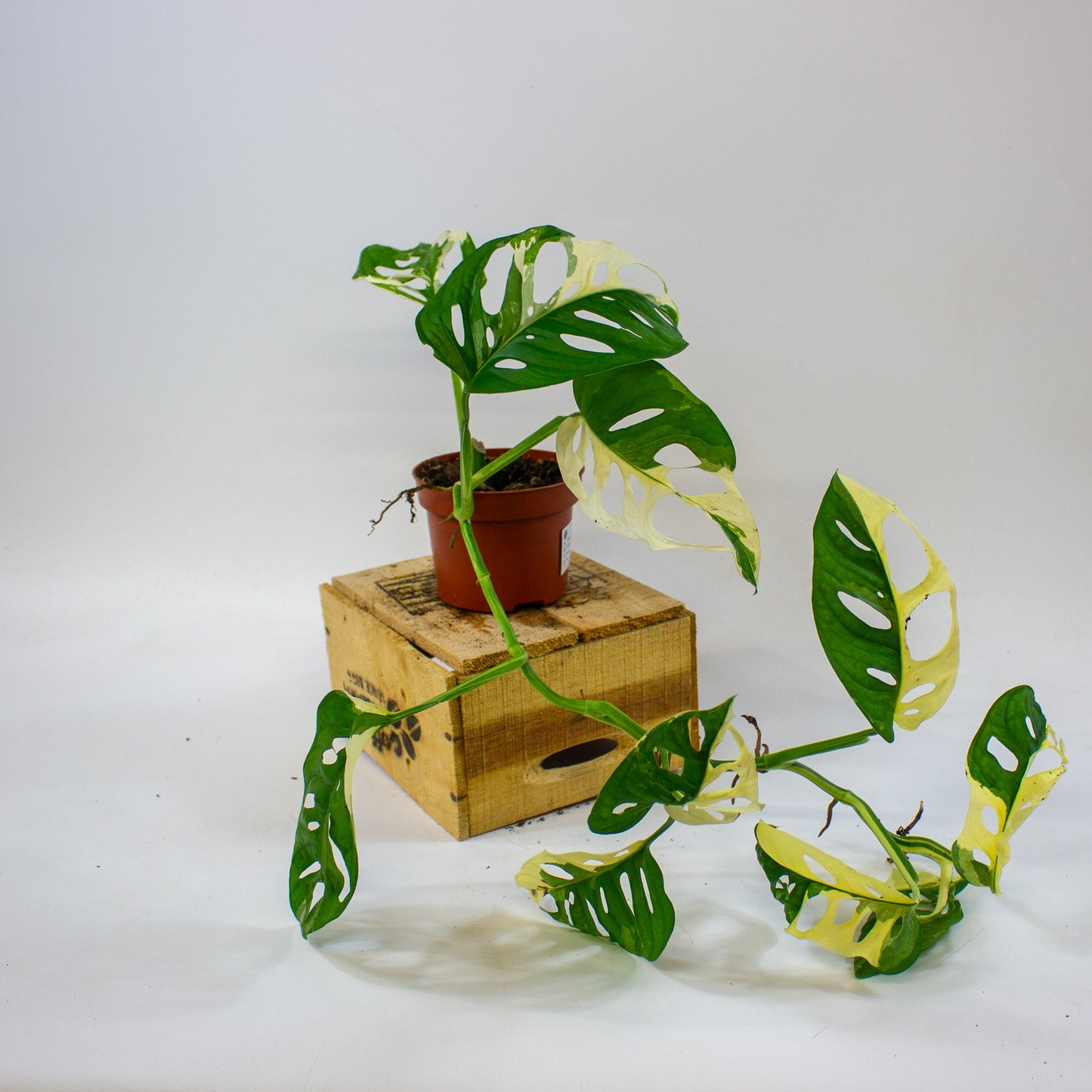 Monstera adansonii Variegata 10.5cm H25cm