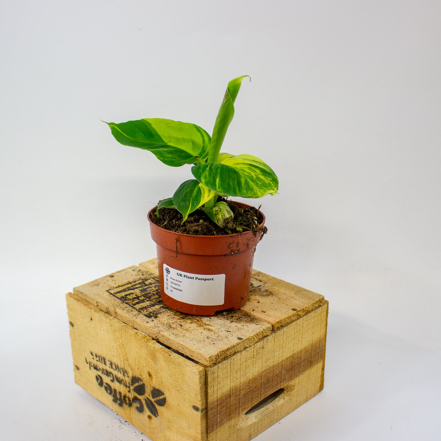 Musa Aurea 10.5cm H35cm