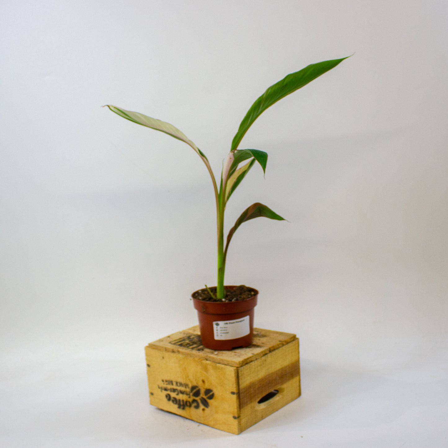 Musa Nono 10.5cm H25cm