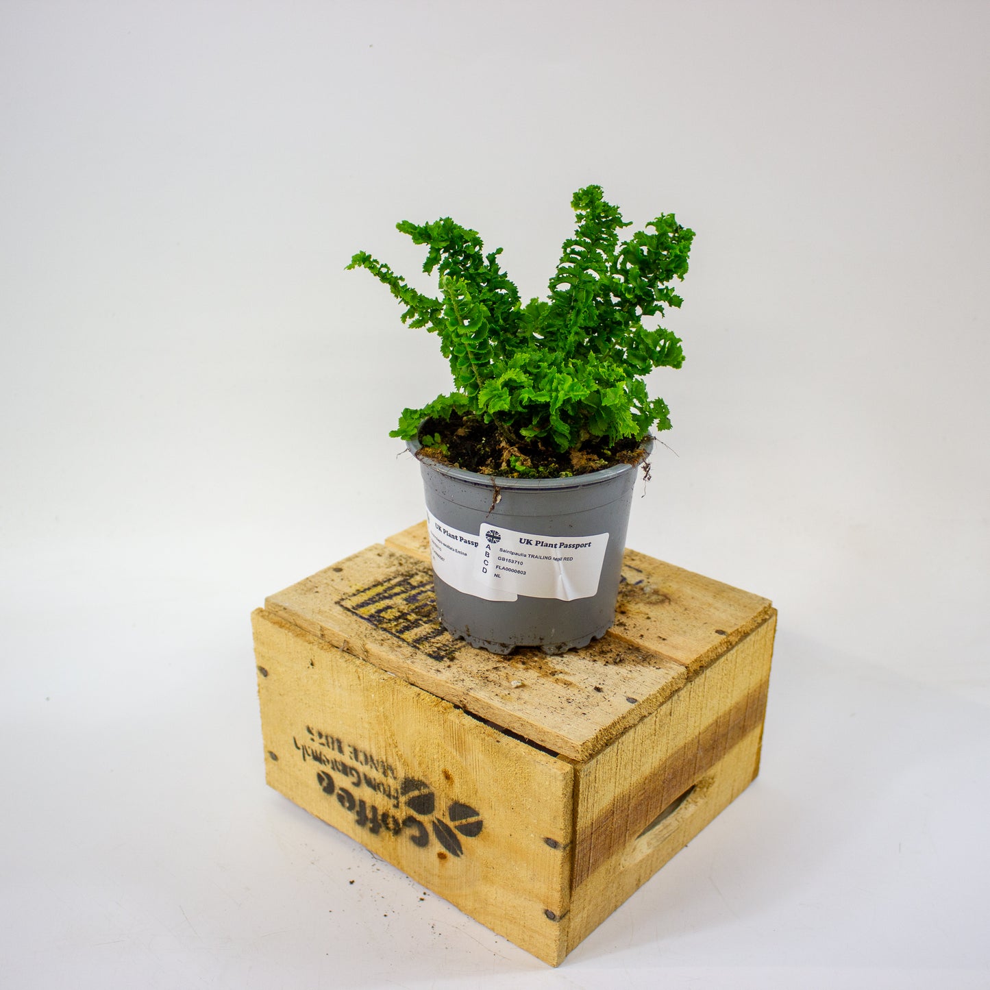 Nephrolepis exaltata Emina 11cm H25cm