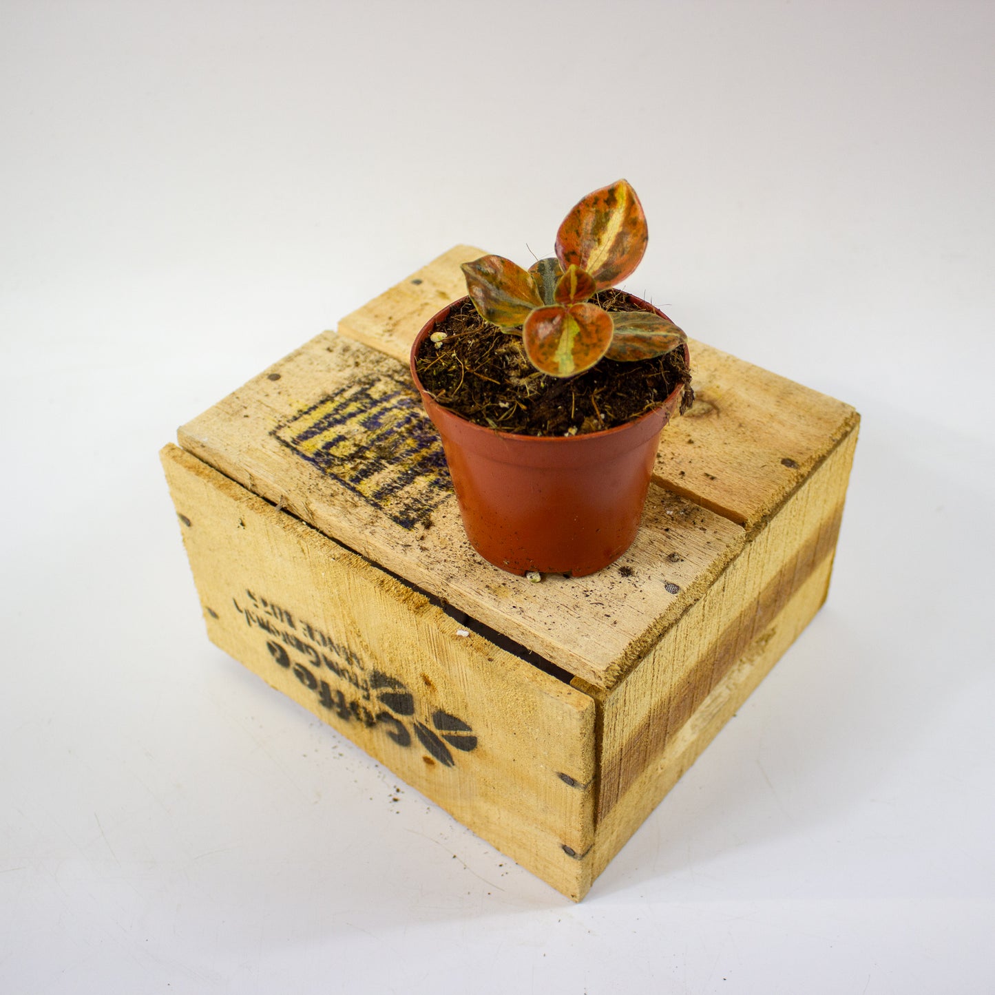 Peperomia Crème Brûlée 8cm H12cm