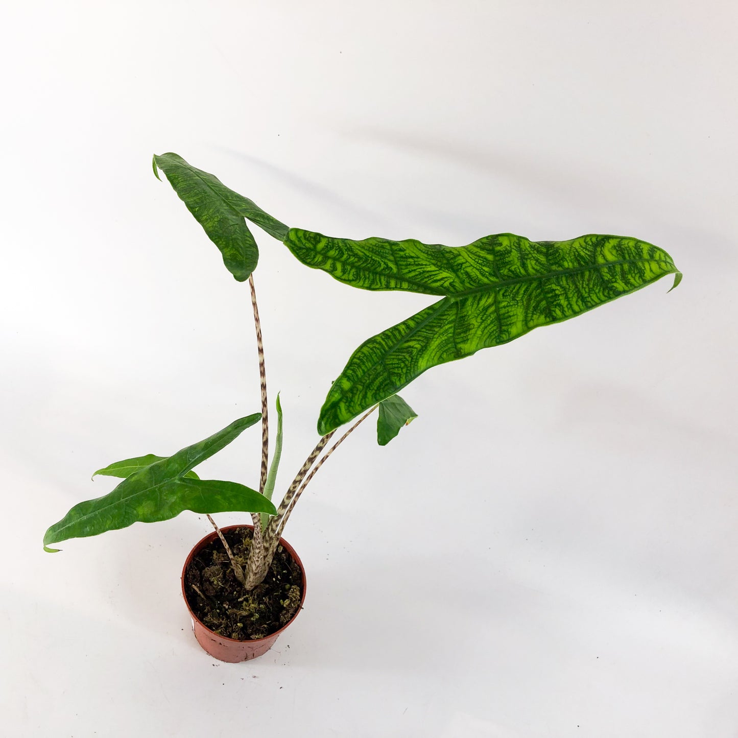 Alocasia Reticulata 10.5cm H15cm