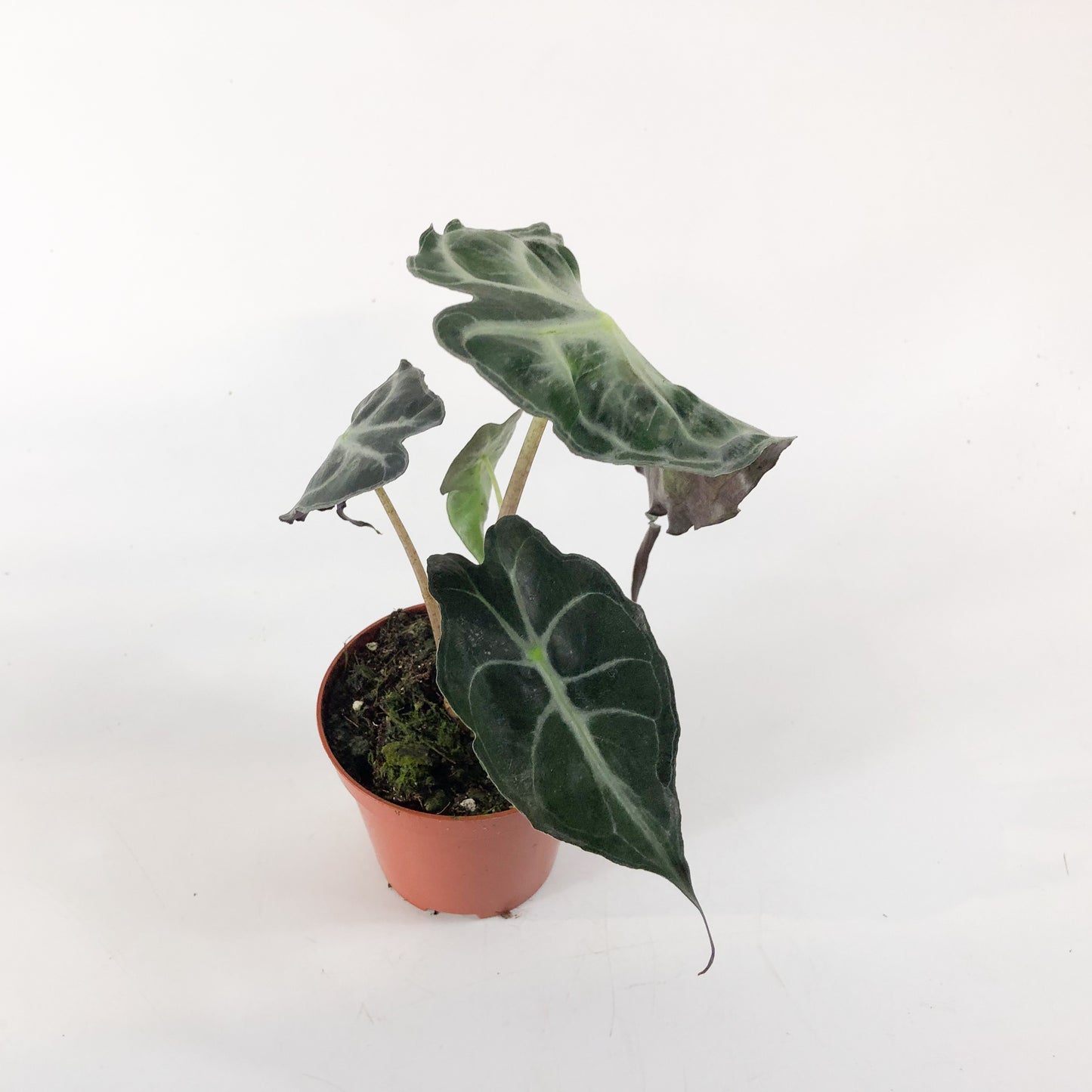Alocasia Venom 8cm H12cm