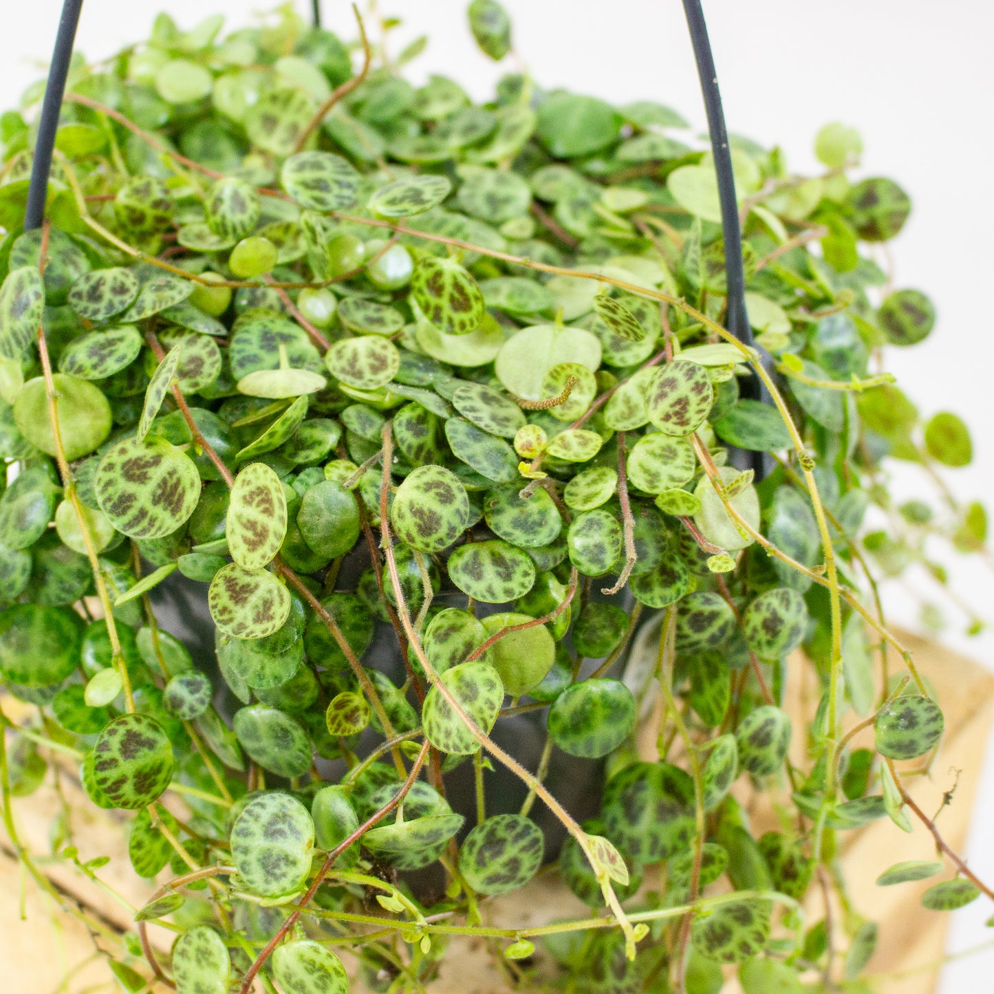 Peperomia prostrata 14cm H23cm