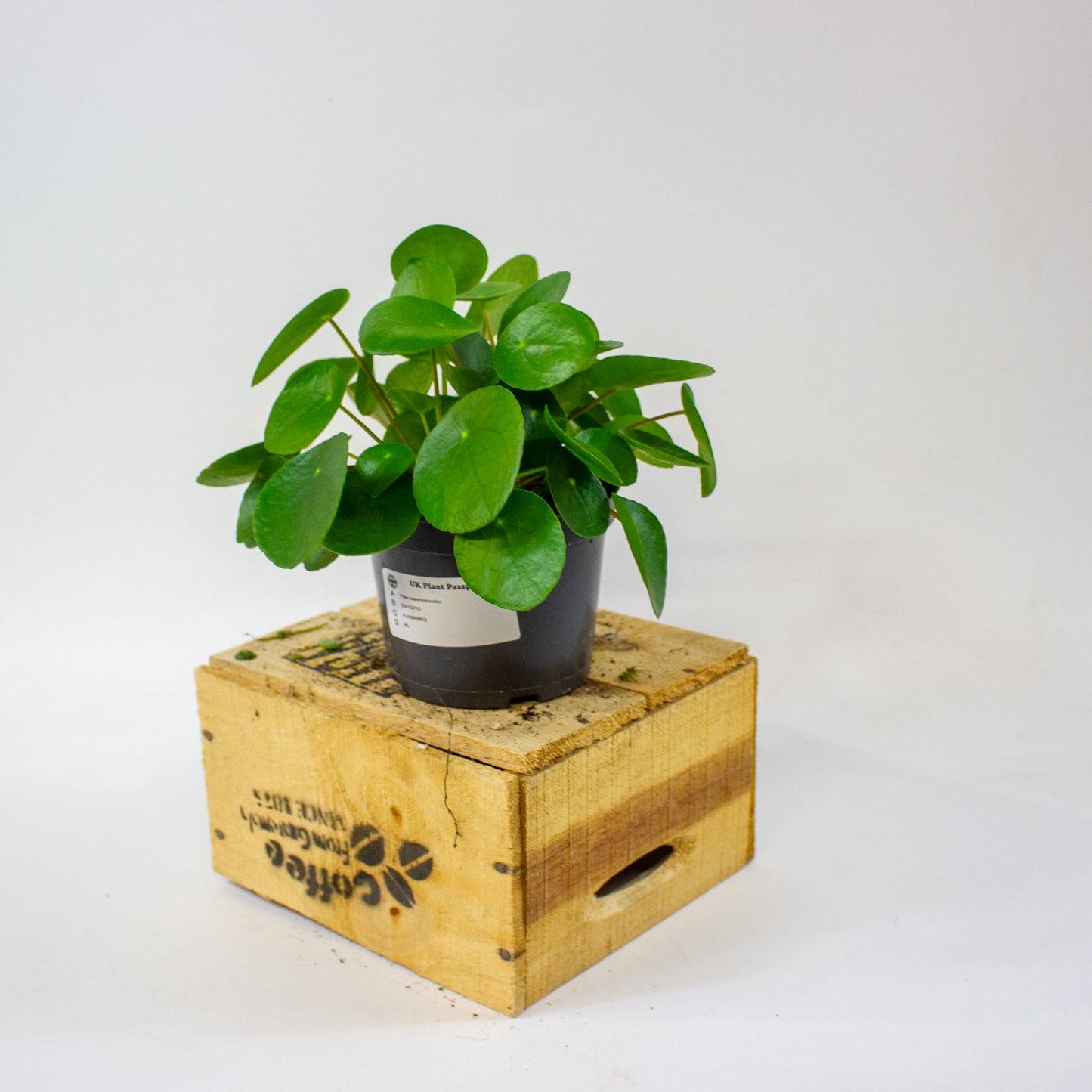 Pilea peperomioides 12cm H25cm