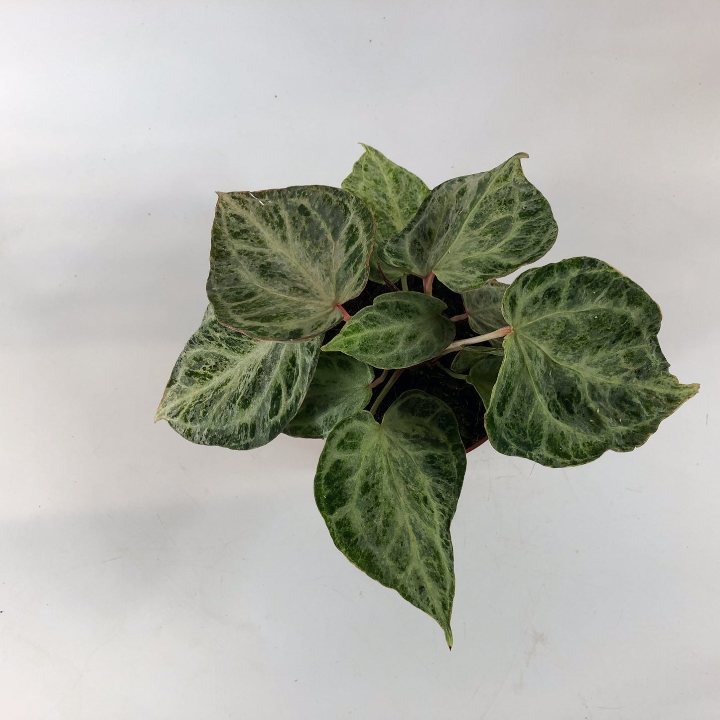 Anthurium Silver Blush MINT 12cm H25cm