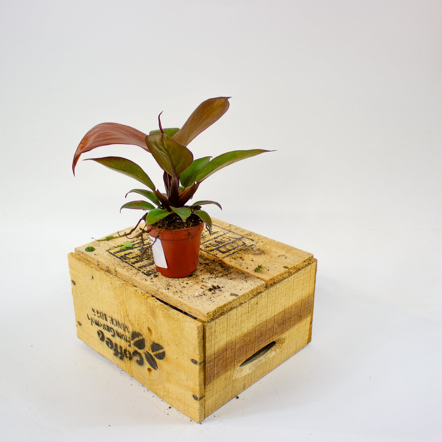 Philodendron McColleys Finale 5.5cm H15cm