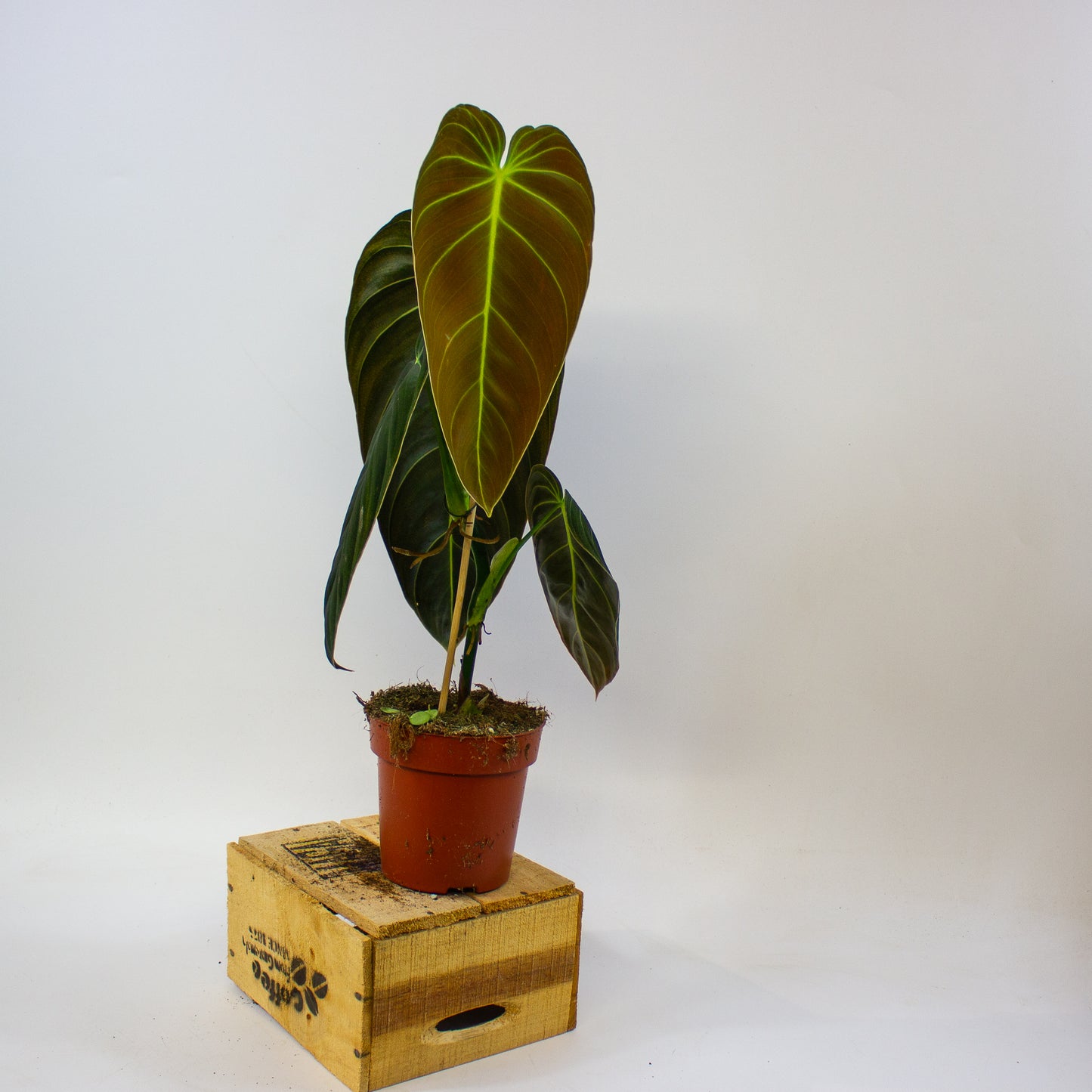 Philodendron melanochrysum 12cm H45cm