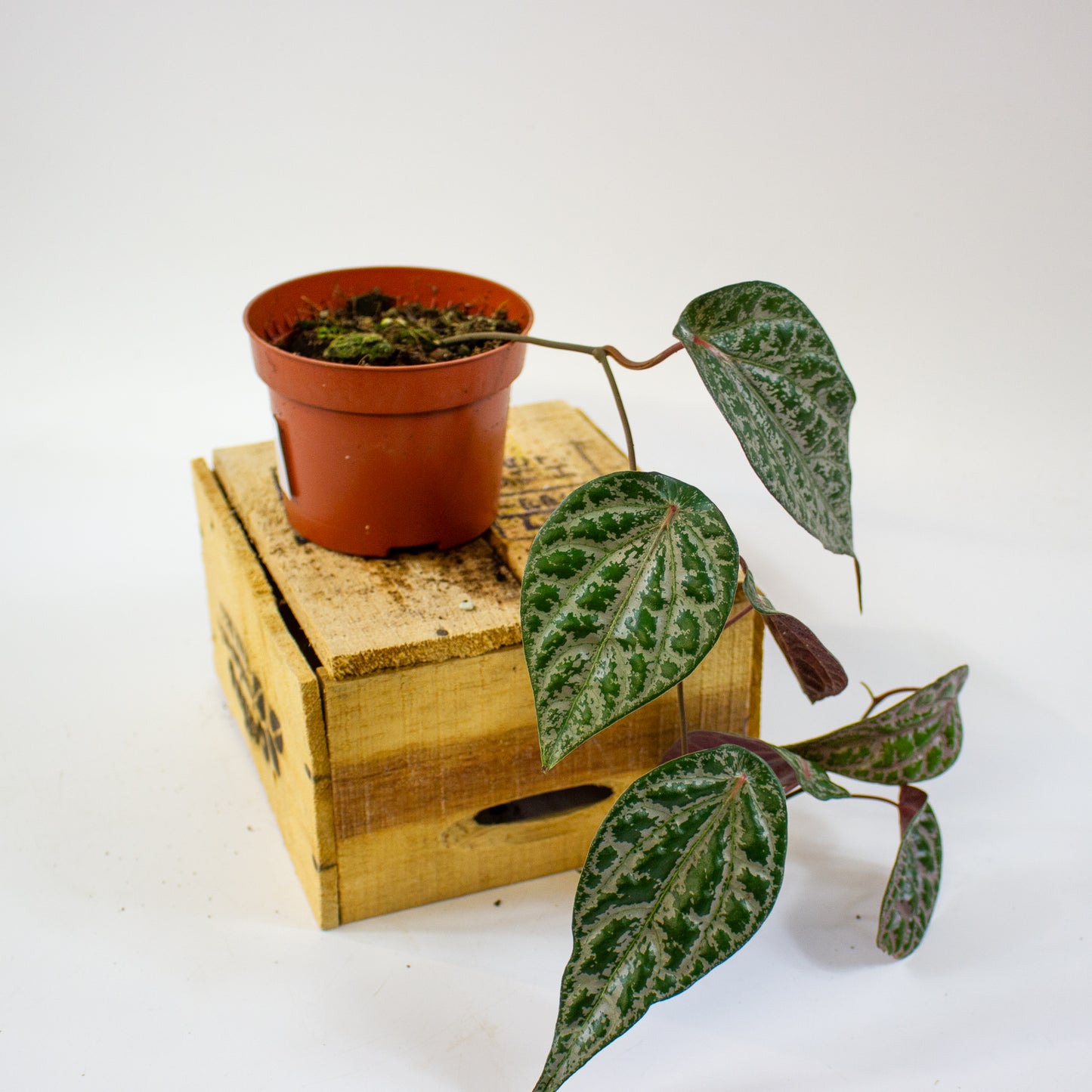 Piper ornatum 10.5cm H15cm