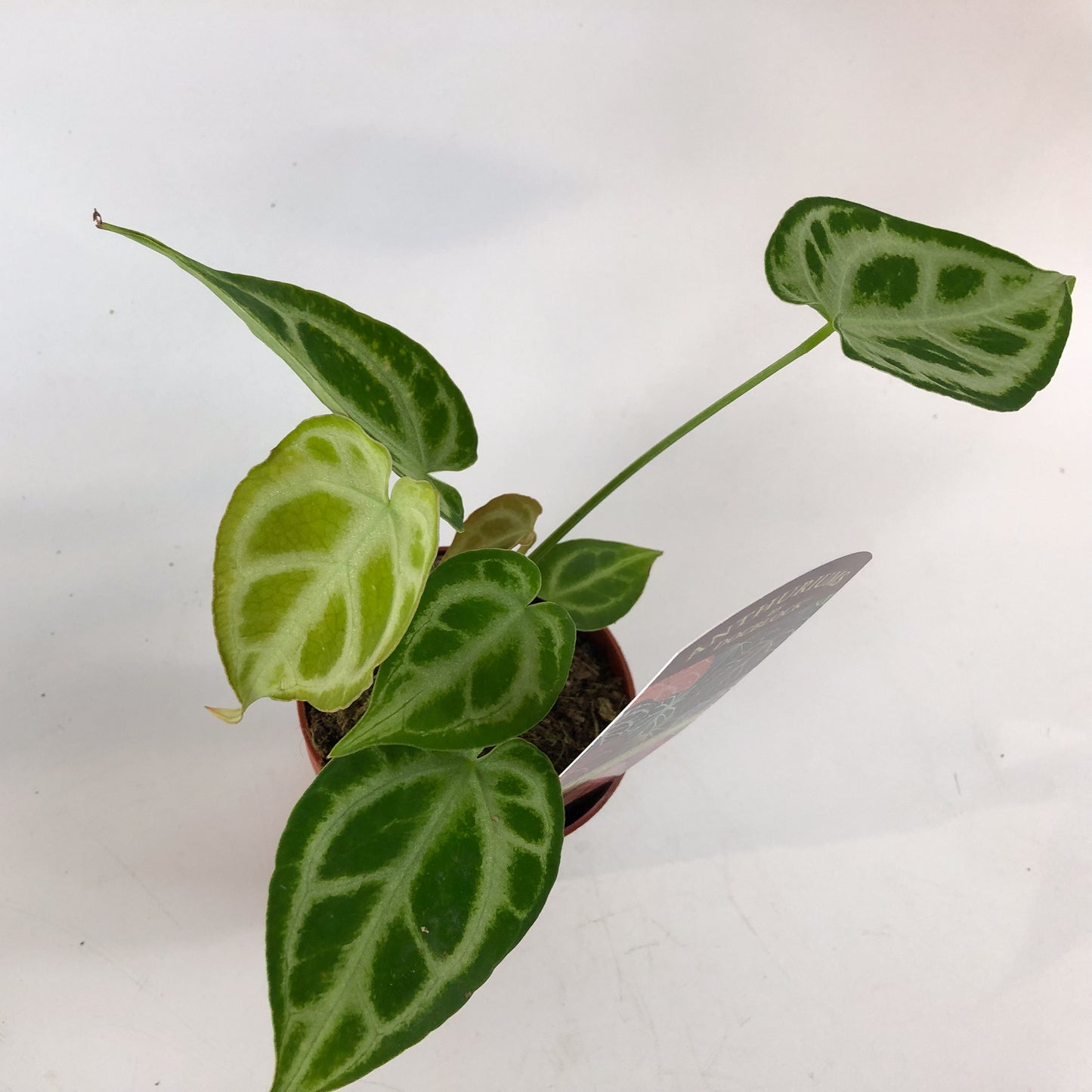 DocBlock Anthurium Briëlle® '16' X Briëlle® '16' 9cm H15cm