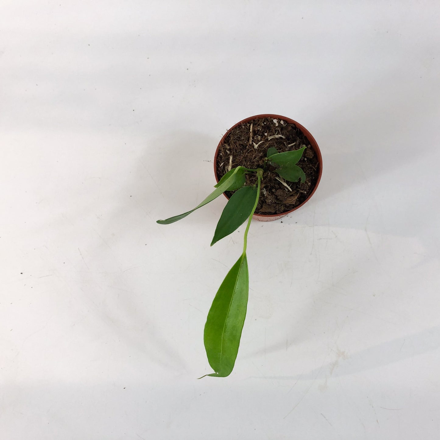 Anthurium Wendlingeri 8cm H10cm