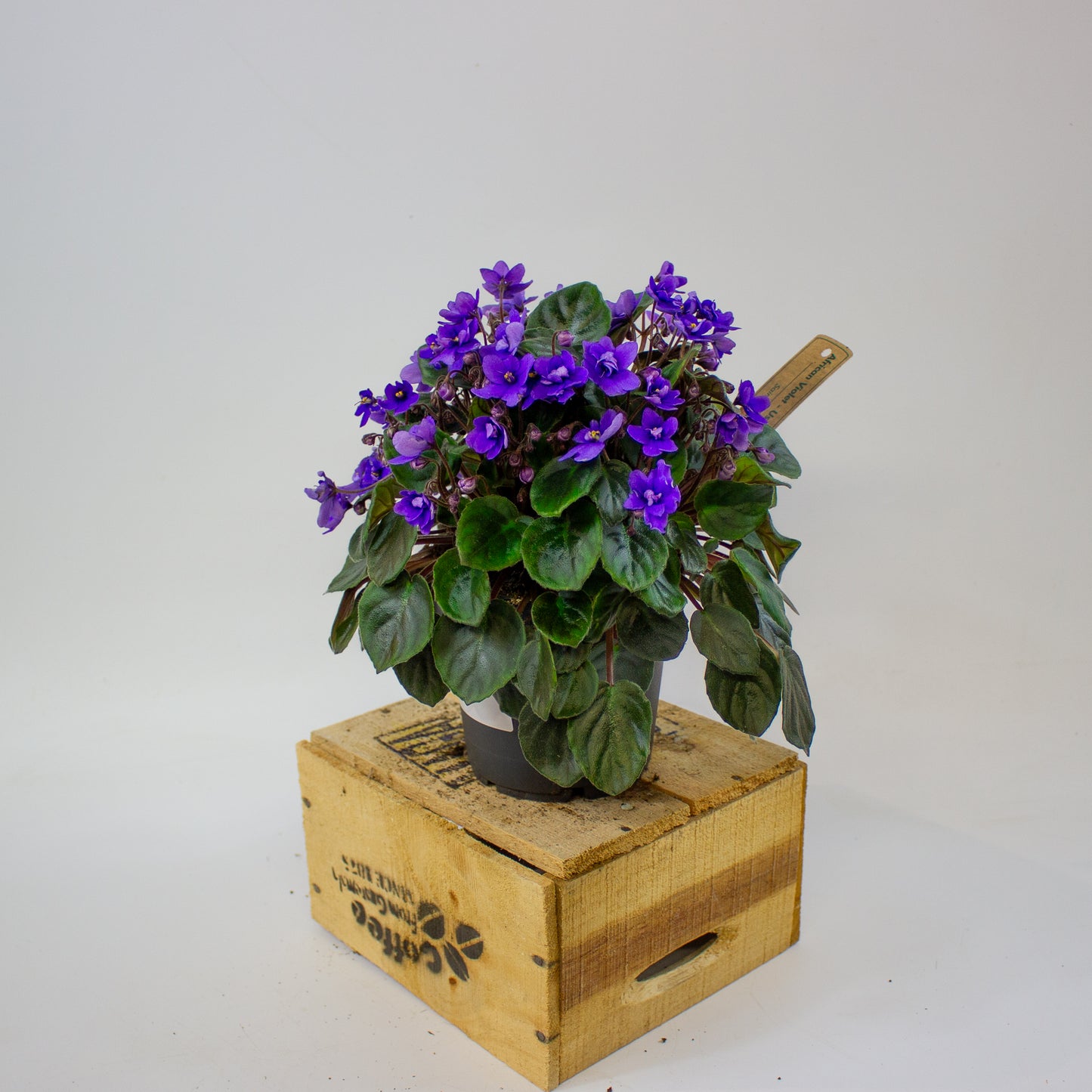 Saintpaulia TRAILING MINI BLUE 10.5cm H15cm