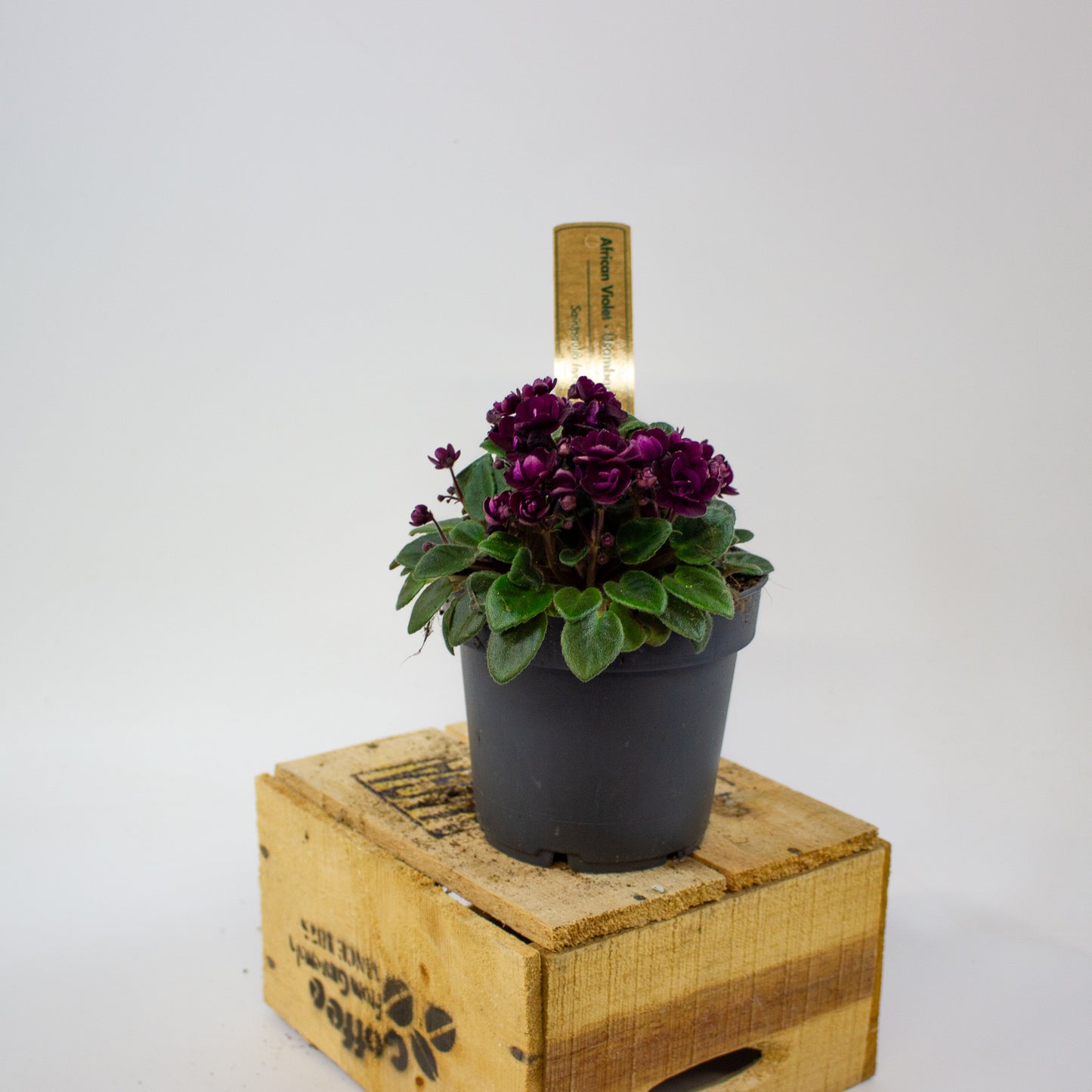 Saintpaulia TRAILING MINI RED 10.5cm H20cm